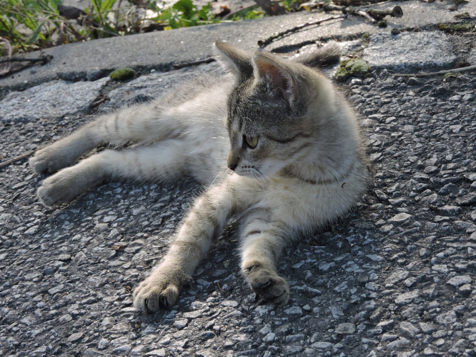 Nikon Coolpix P600 sample photo. Kitty, mammal, cat photography