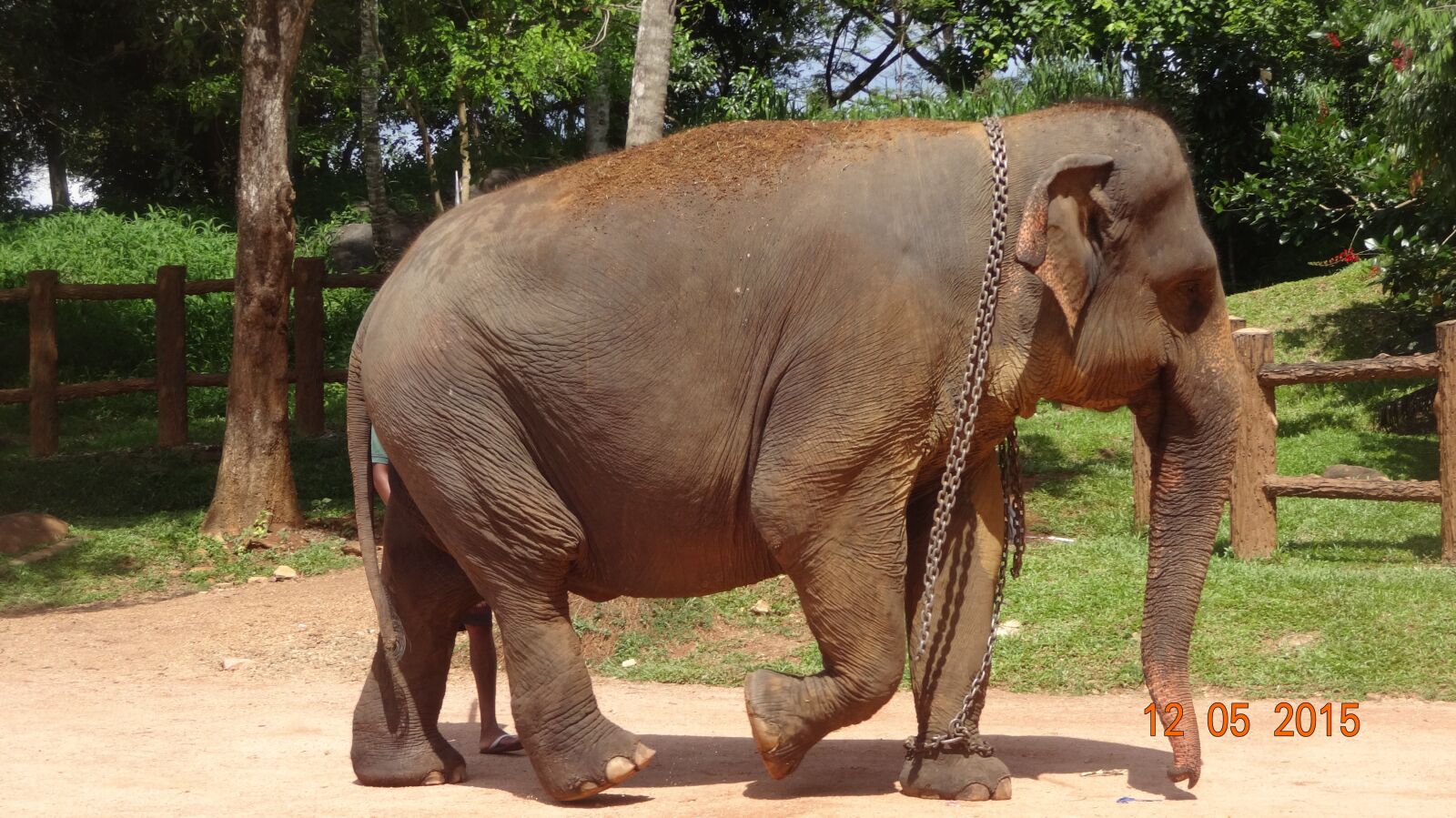 Sony DSC-WX200 sample photo. Elephant, srilanka elephant, elephant photography