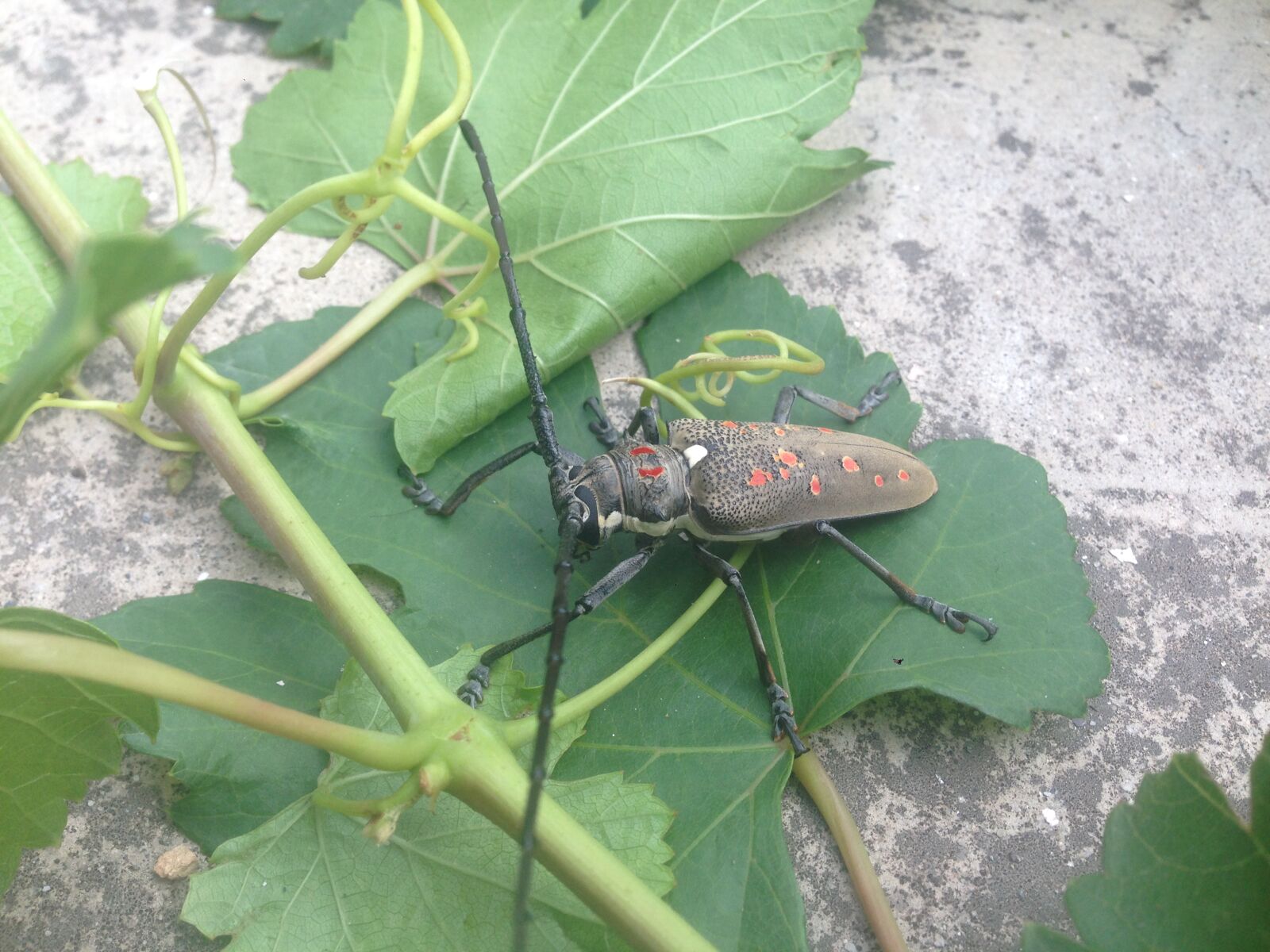 iPhone 5 back camera 4.12mm f/2.4 sample photo. Animal, photography, high, speed photography