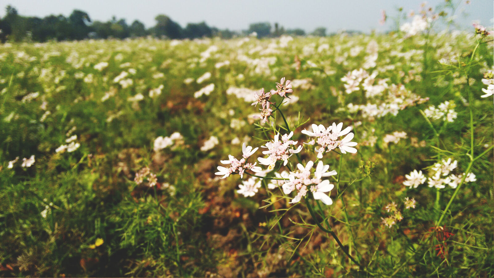 Motorola Moto G (2nd Gen) sample photo. Coriander, coriender, earth, farmer photography