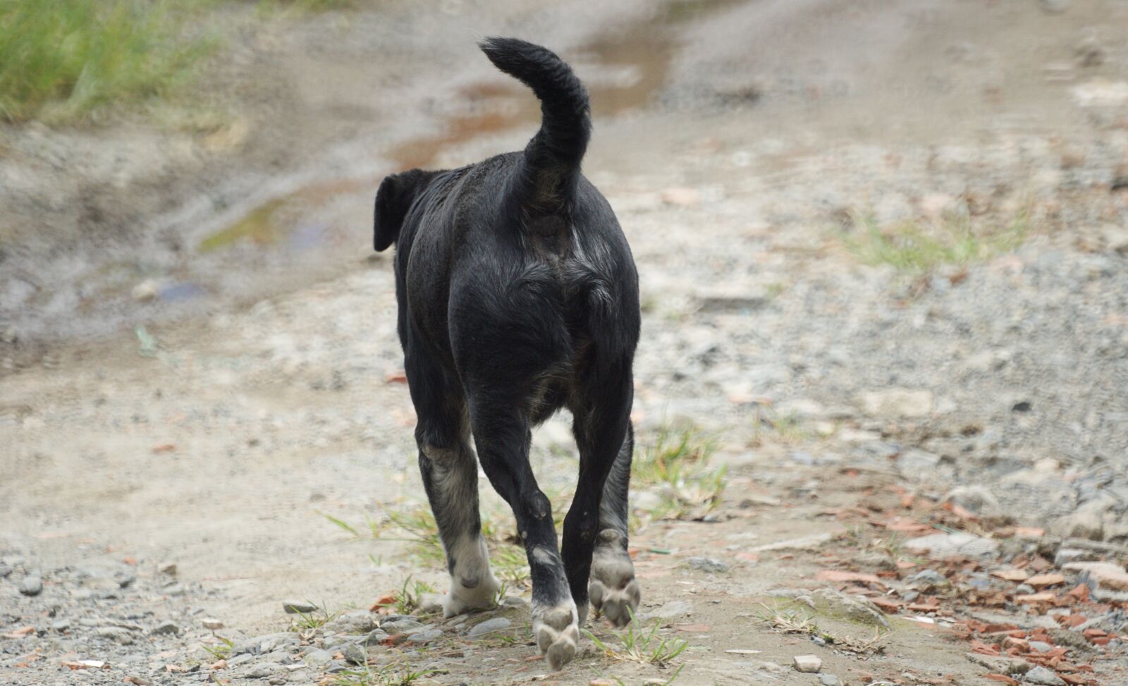 Sony Alpha DSLR-A390 sample photo. Animal, dog, can photography