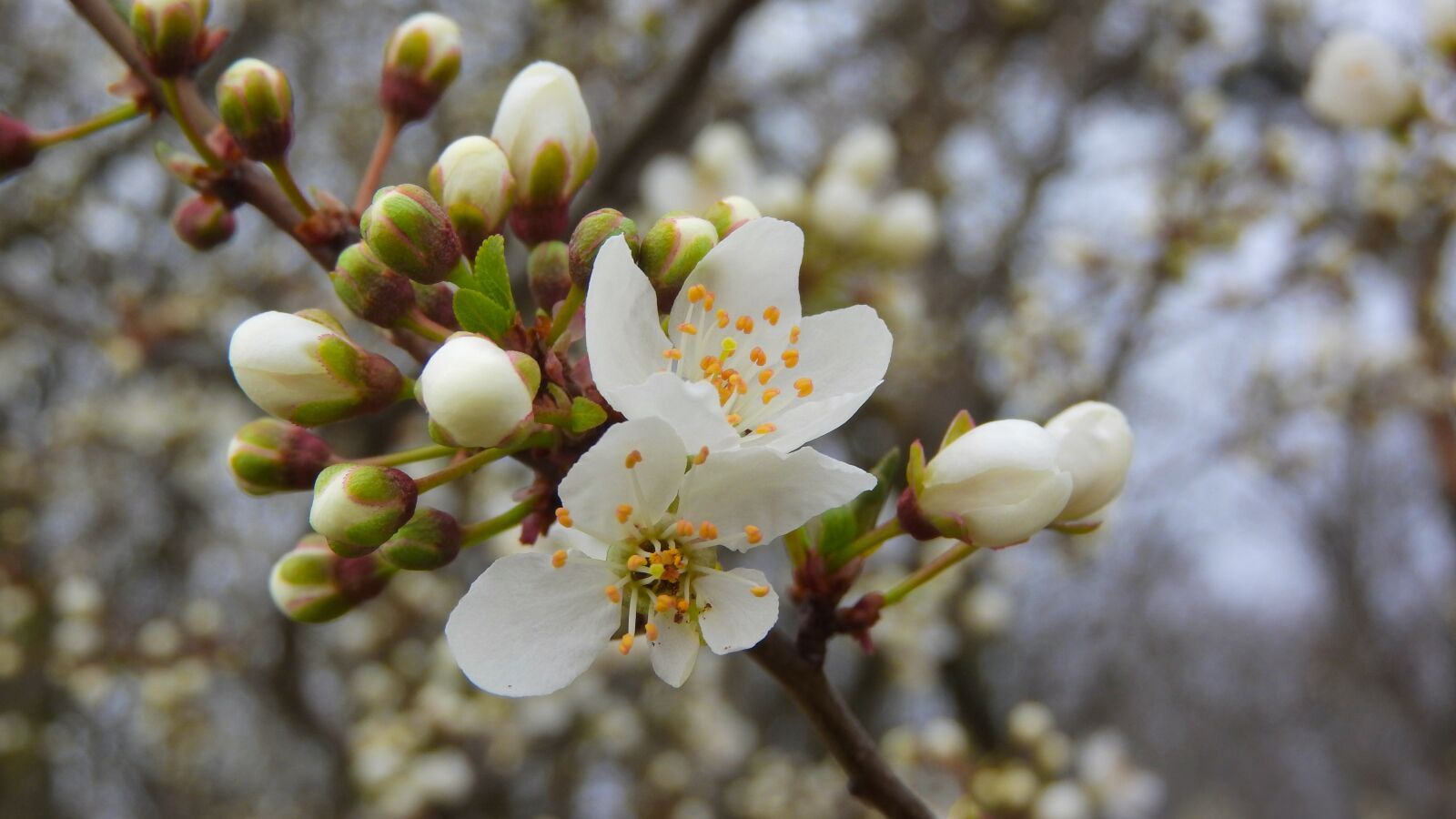 Nikon Coolpix P610 sample photo. Spring flowers, white flowers photography