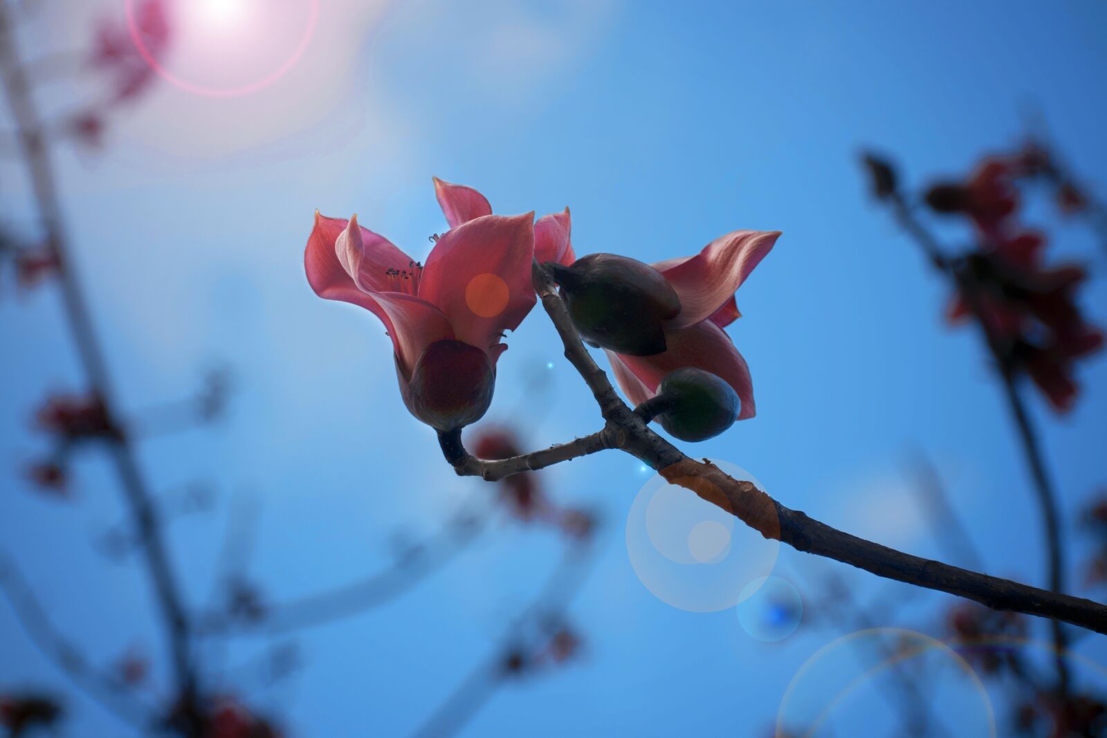 Nikon D3300 sample photo. Leaf, sun, sky photography