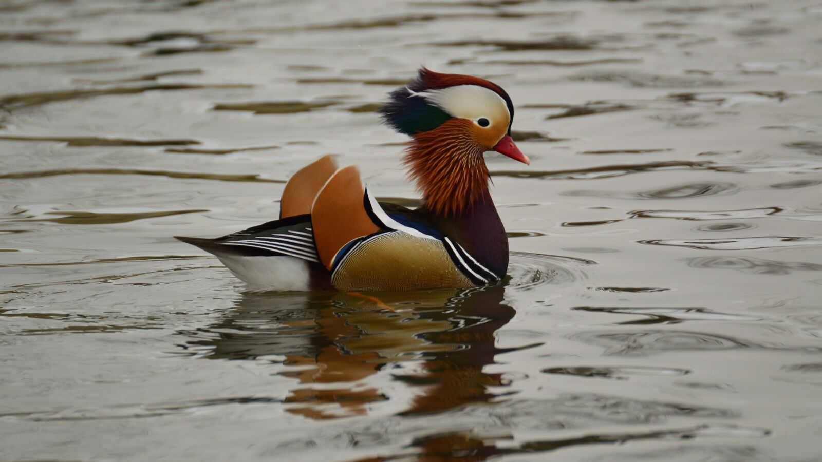 Nikon D3200 sample photo. Color, mandarin, water photography