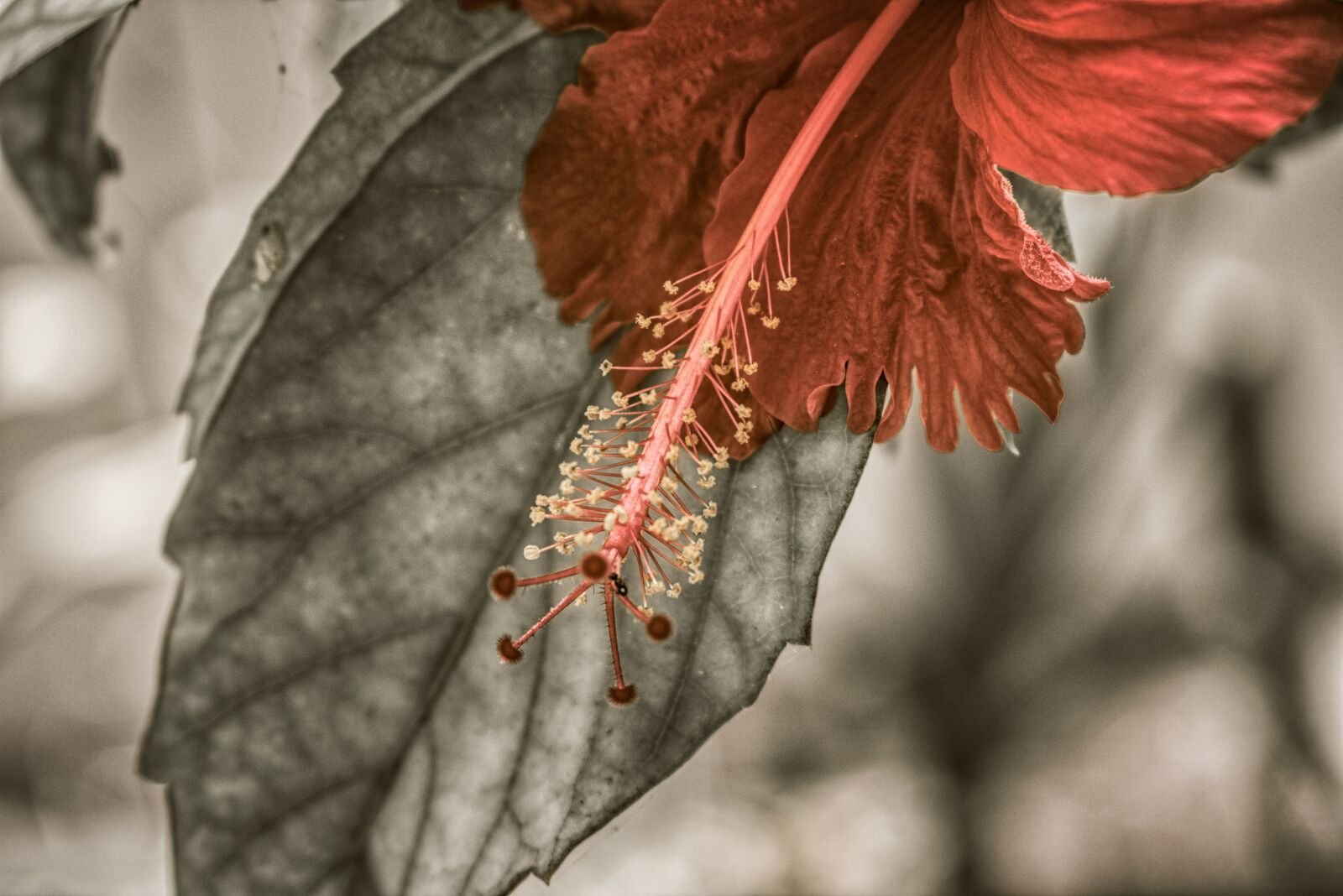 Canon EOS 750D (EOS Rebel T6i / EOS Kiss X8i) sample photo. Exotic, paradise, close up photography