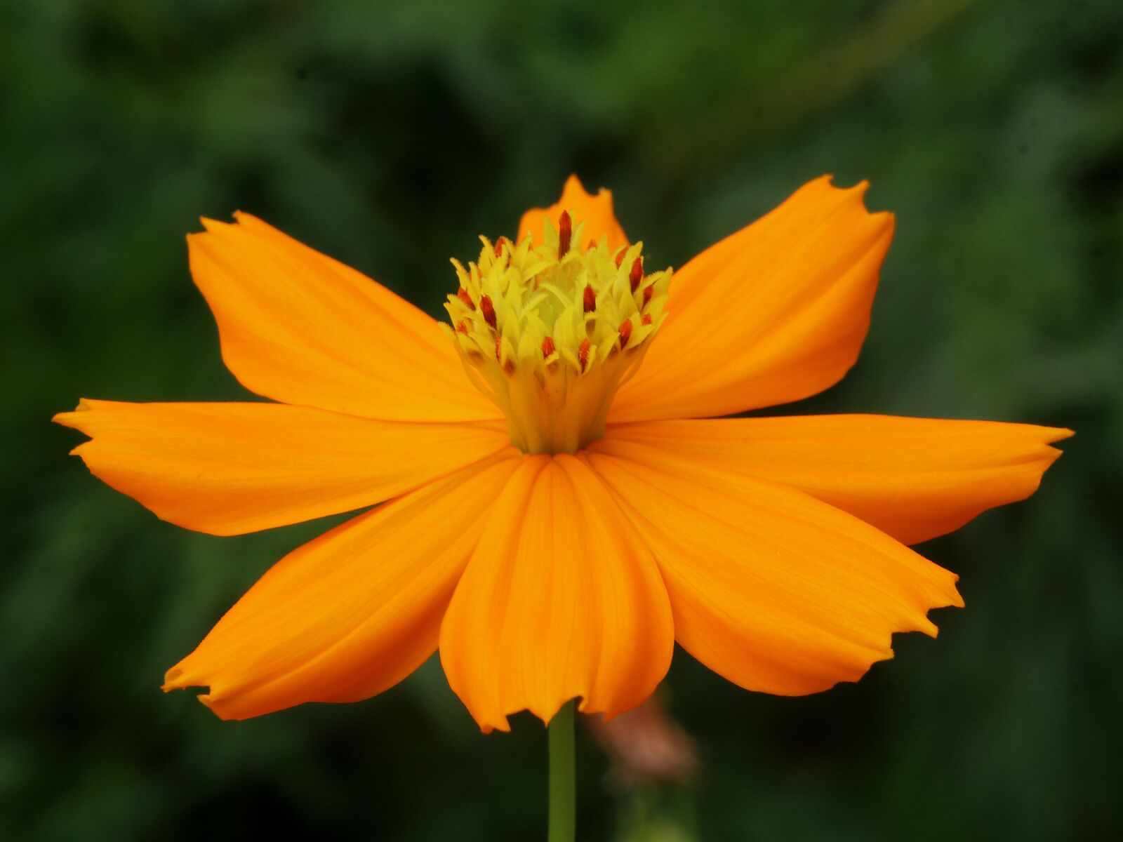 Canon EOS 80D + Tamron 18-400mm F3.5-6.3 Di II VC HLD sample photo. Chrysanthemum, flower, plant photography