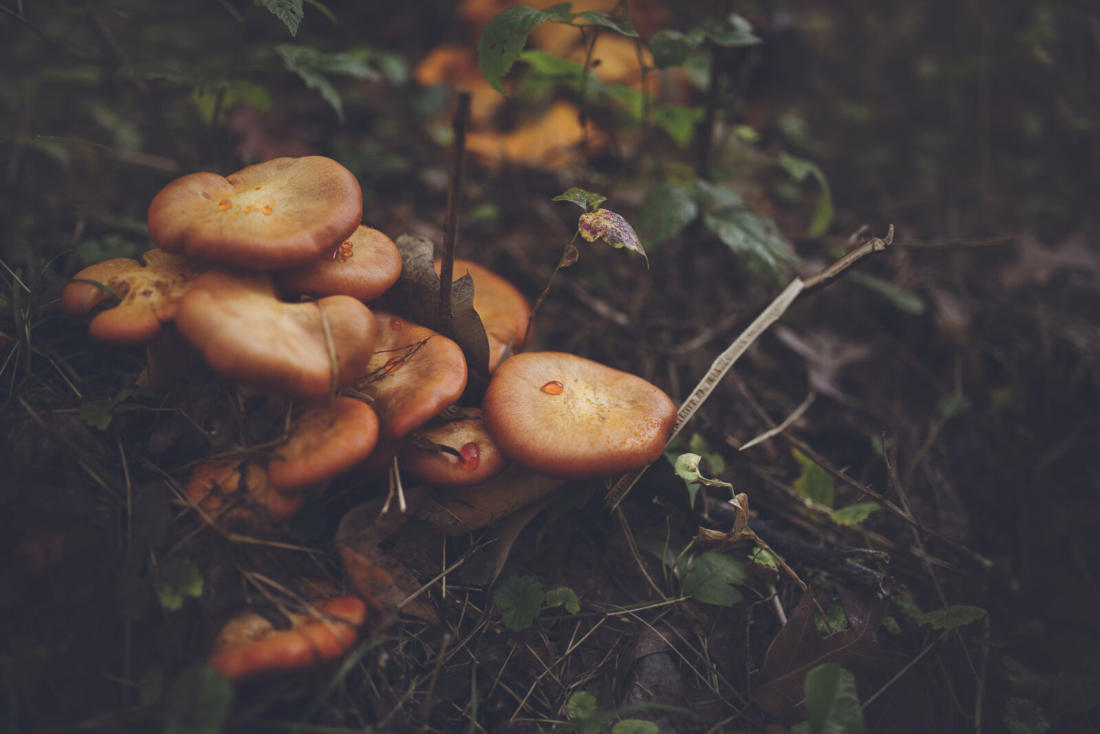 Sigma 35mm F1.4 DG HSM Art sample photo. Orange, mushroom, on, black photography