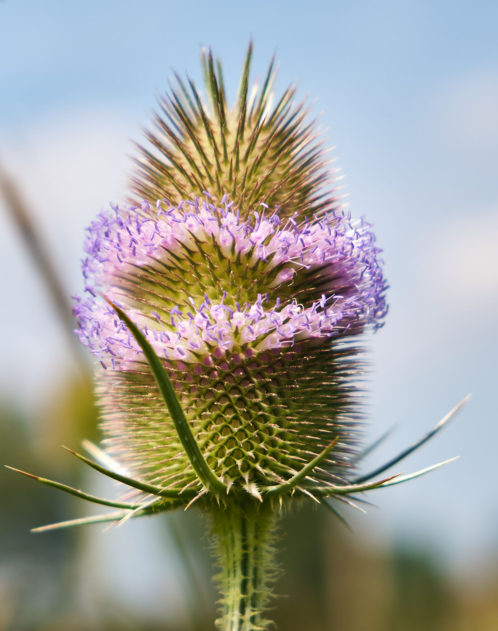 Fujifilm XF 18-55mm F2.8-4 R LM OIS sample photo. Thistle, prickly, wild flower photography