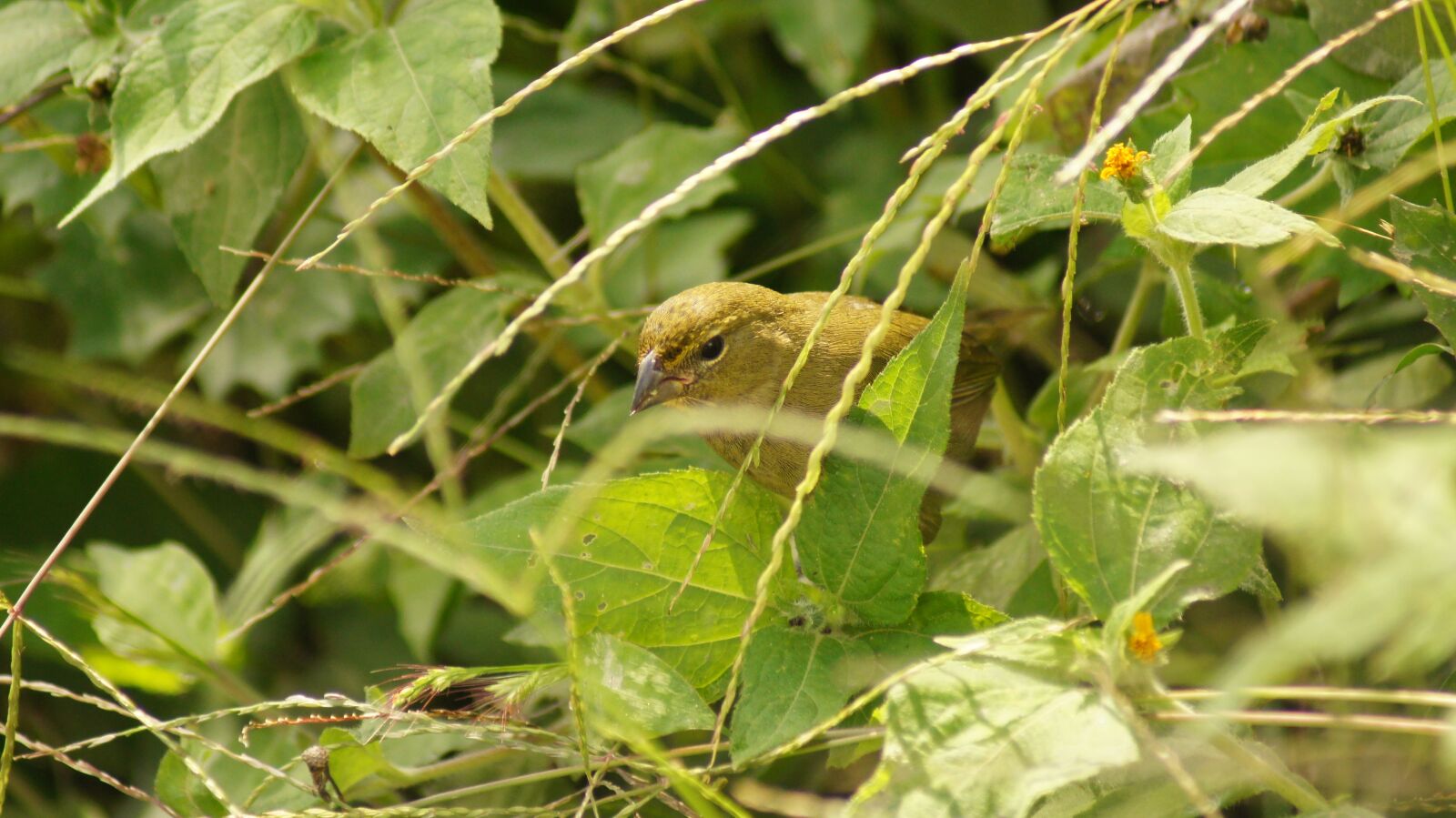 Sony SLT-A55 (SLT-A55V) sample photo. Nature, animals, armenia photography