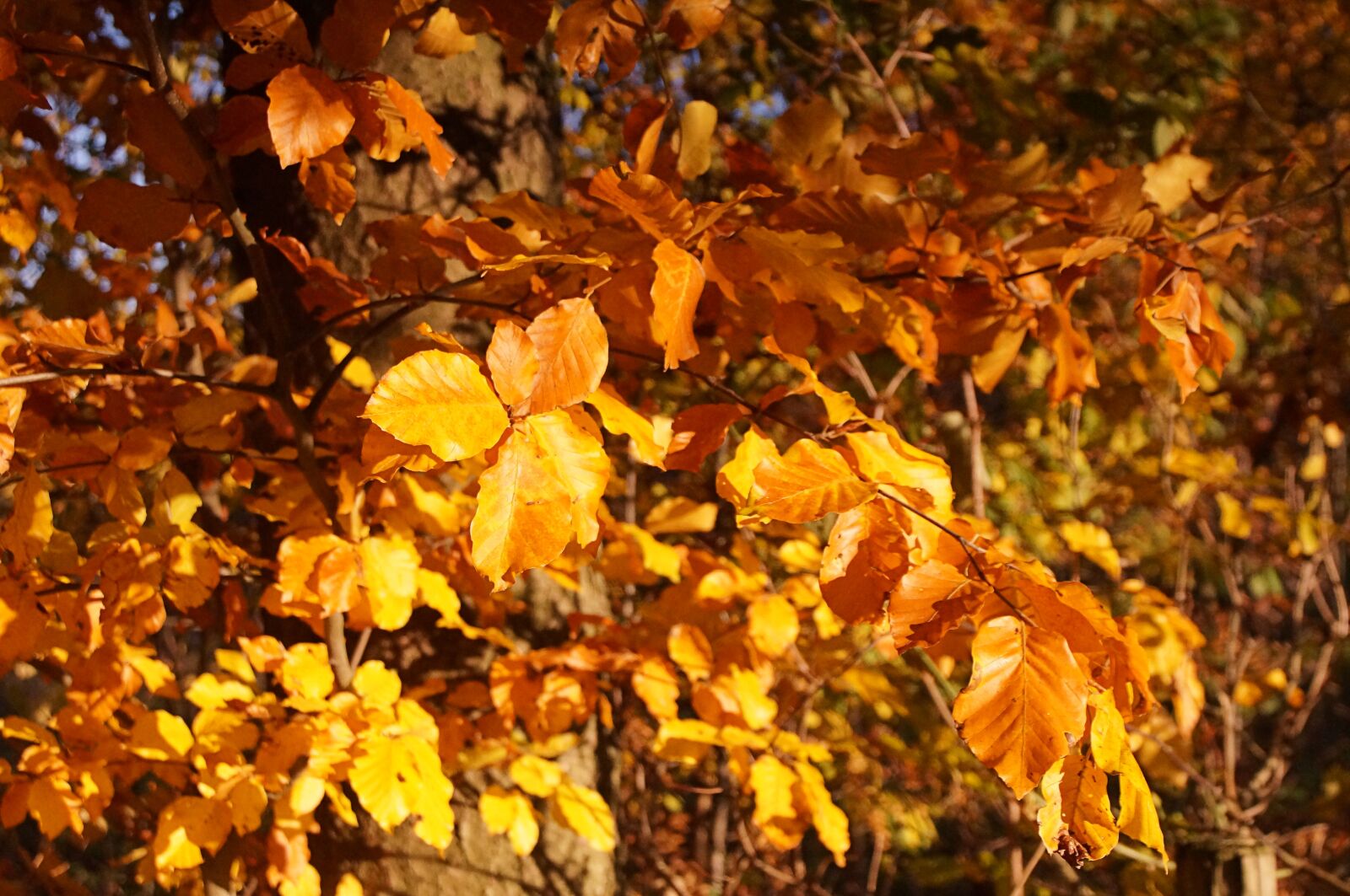 24mm F2.8 sample photo. Autumn, tree, bush photography