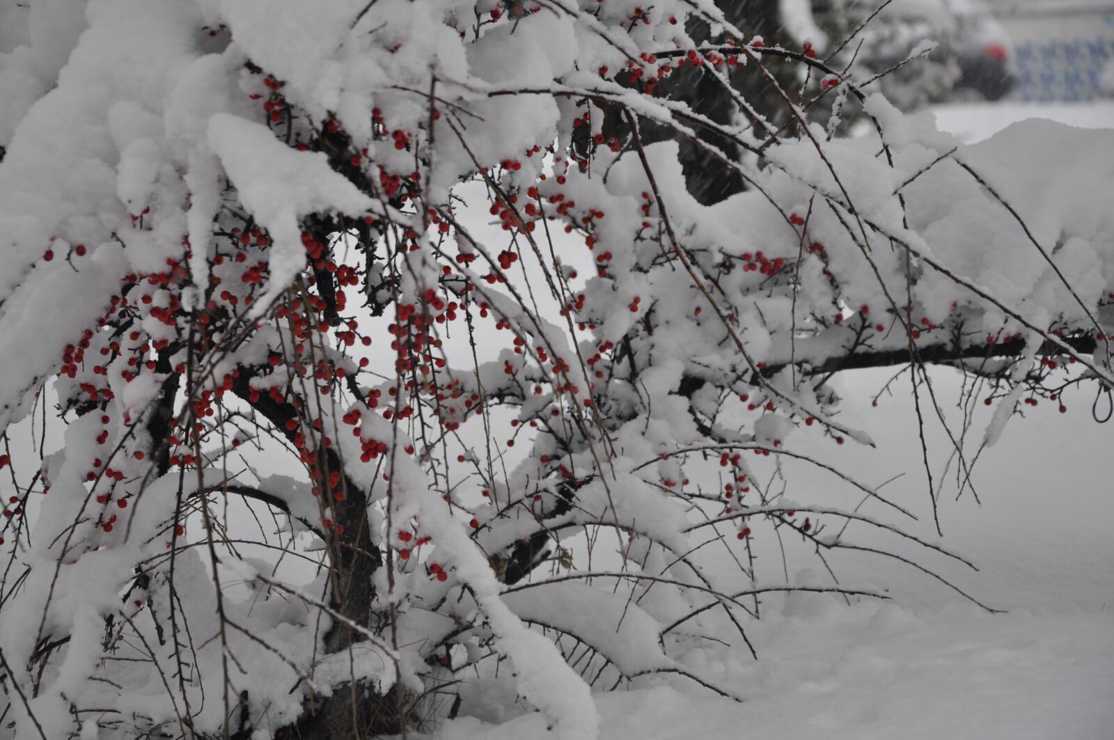 Nikon D90 sample photo. Snowy, winter, cold photography