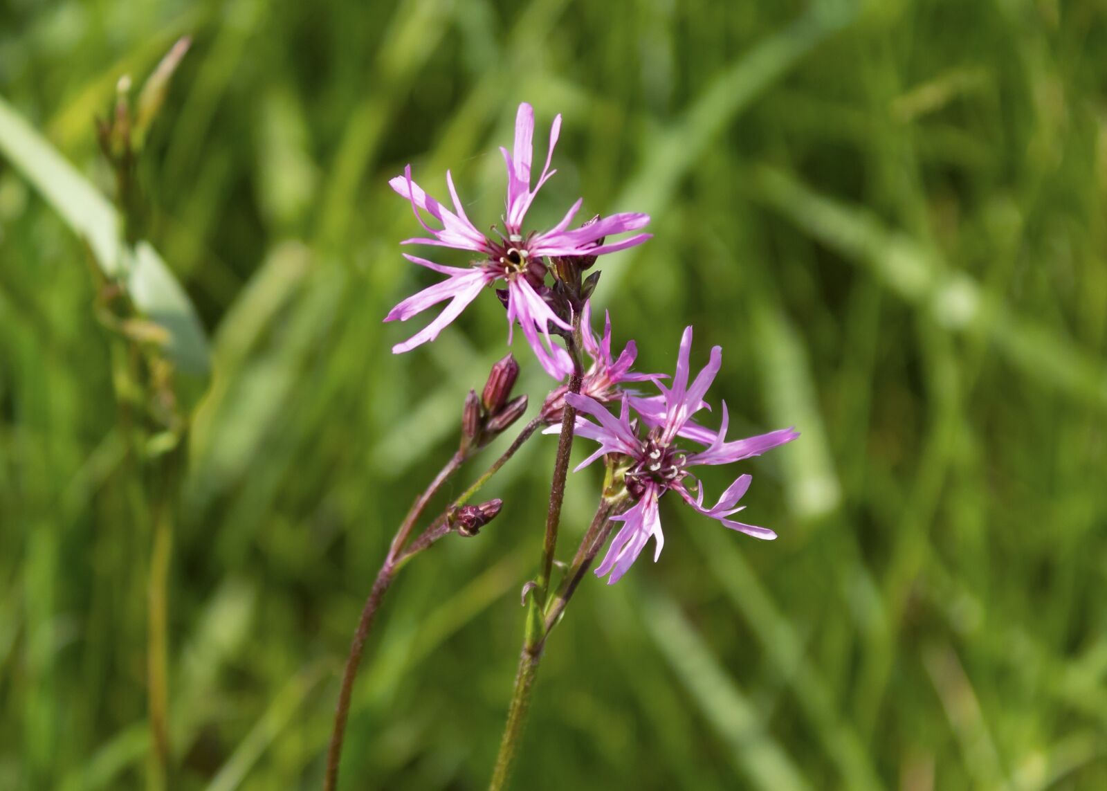 Canon EOS 1300D (EOS Rebel T6 / EOS Kiss X80) sample photo. Wildflower, meadow flower, flower photography