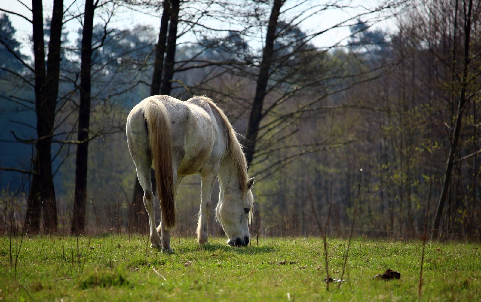 Canon EOS 100D (EOS Rebel SL1 / EOS Kiss X7) sample photo. Horse, mold, pasture photography