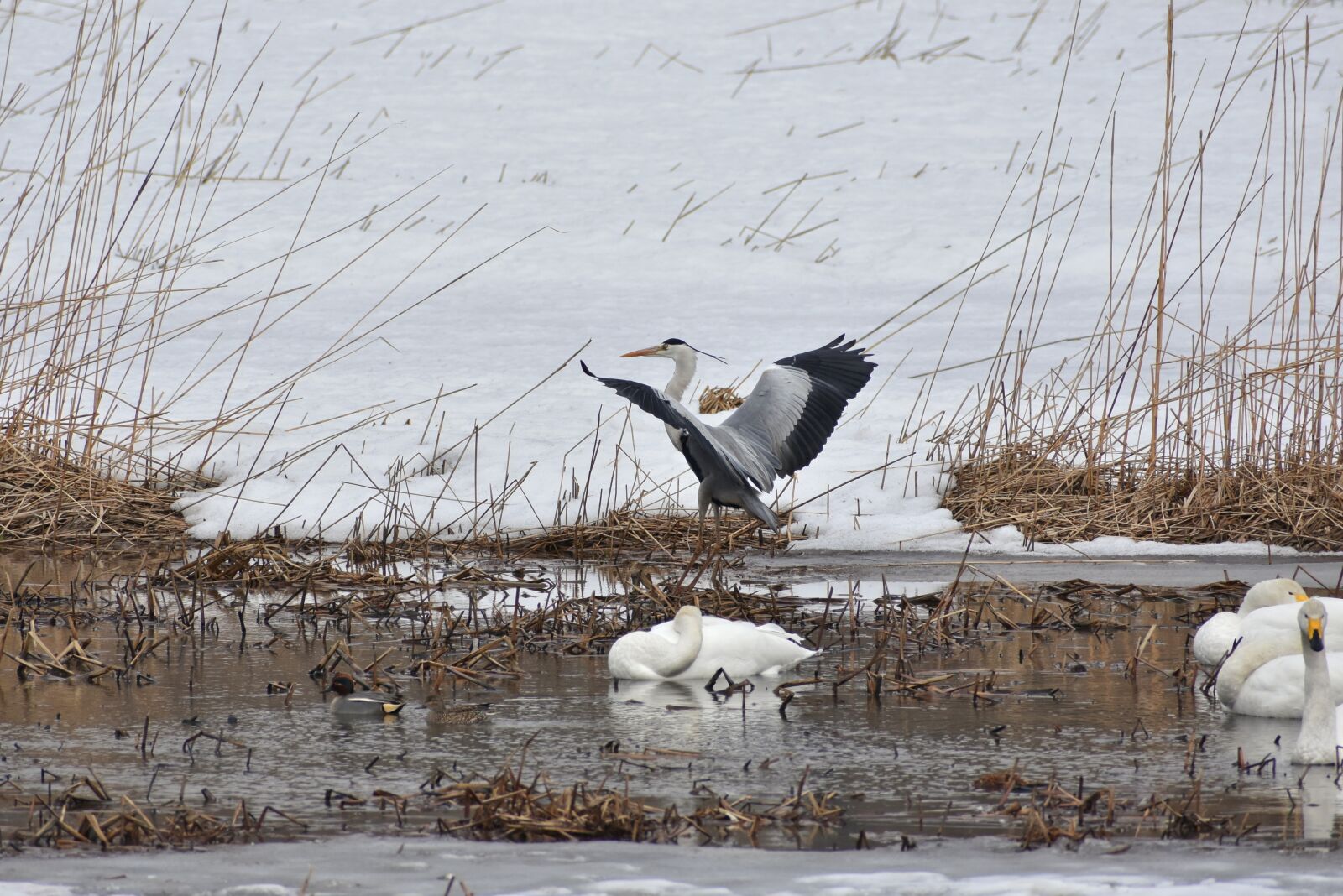 Nikon D7200 sample photo. Animal, lake, waterside photography