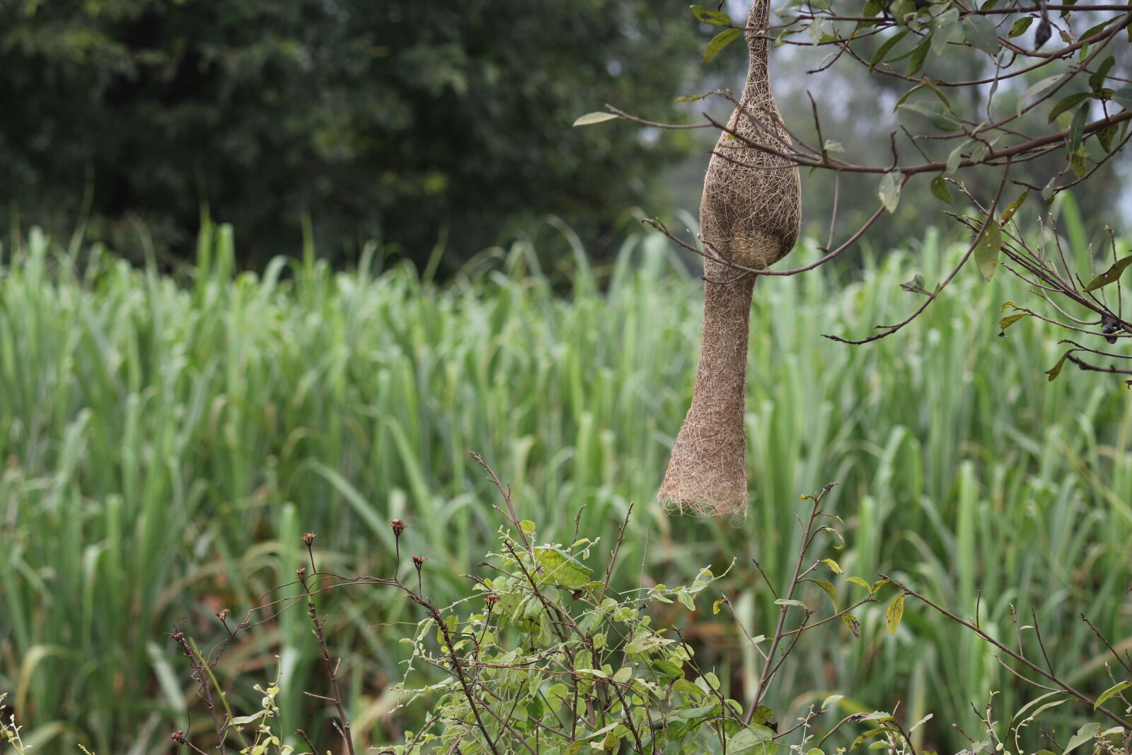 Canon EOS 700D (EOS Rebel T5i / EOS Kiss X7i) sample photo