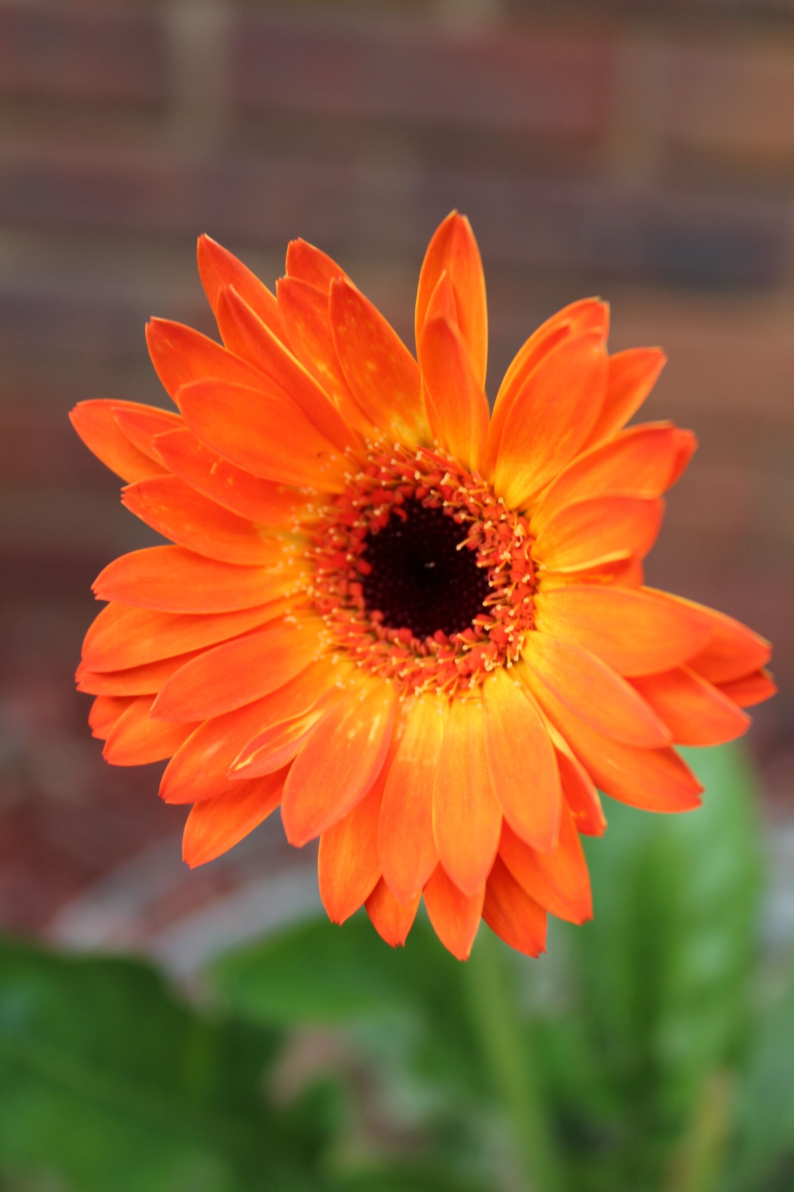 Canon EOS 1300D (EOS Rebel T6 / EOS Kiss X80) sample photo. Daisy, gerber, orange photography