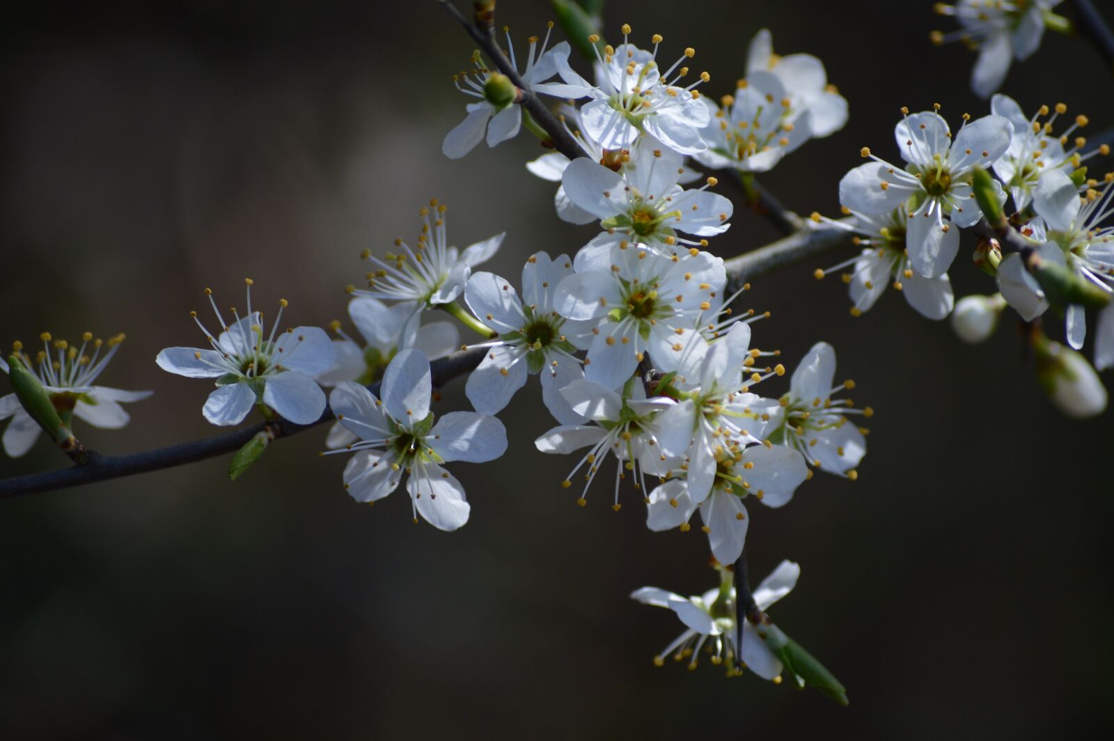 Nikon D3200 sample photo. Flower, nature, flora photography