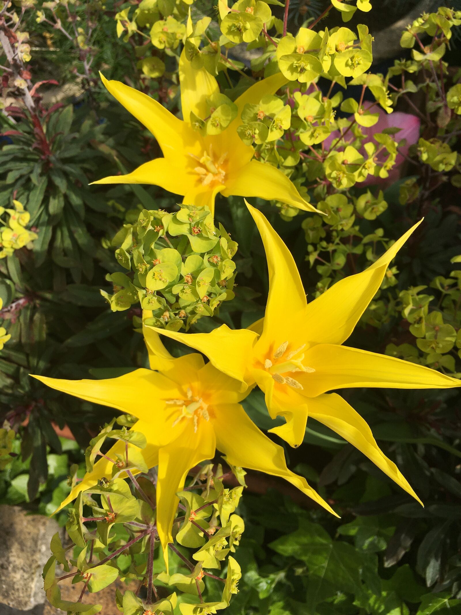 iPhone SE back camera 4.15mm f/2.2 sample photo. Tulip, yellow, star photography