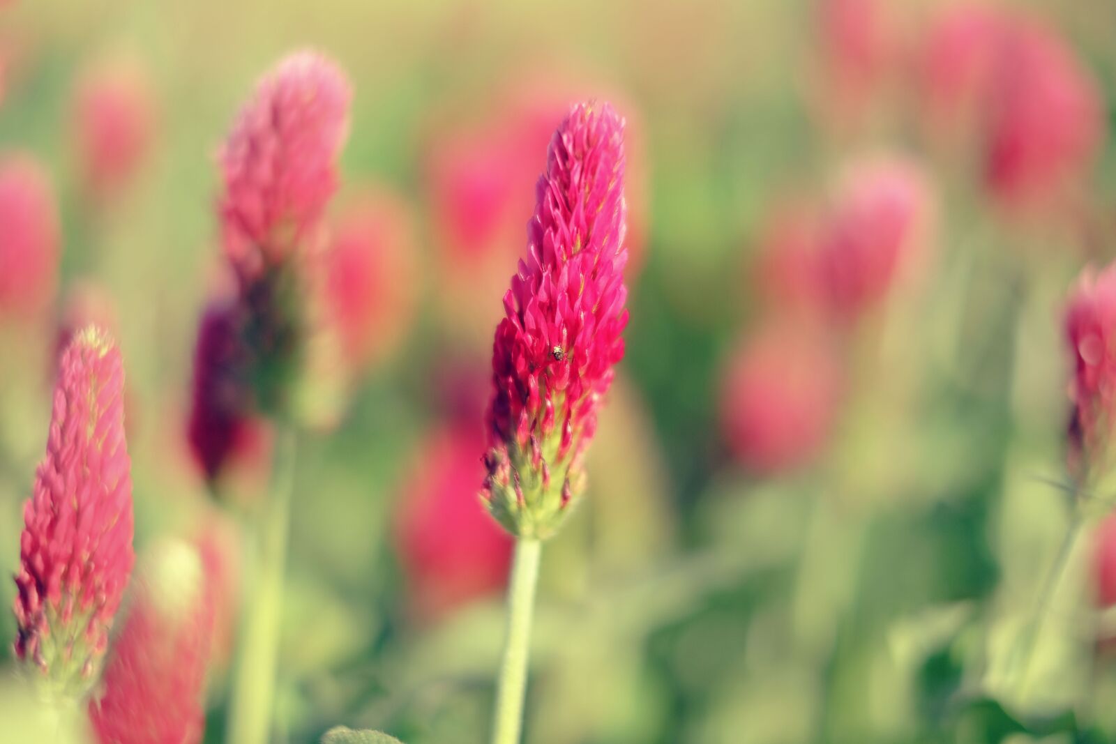 Fujifilm XF 35mm F1.4 R sample photo. Nature, plant, red clover photography