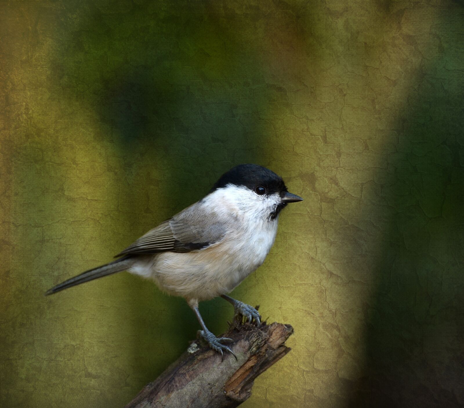 Nikon D5100 sample photo. Marsh tit, tit, bird photography