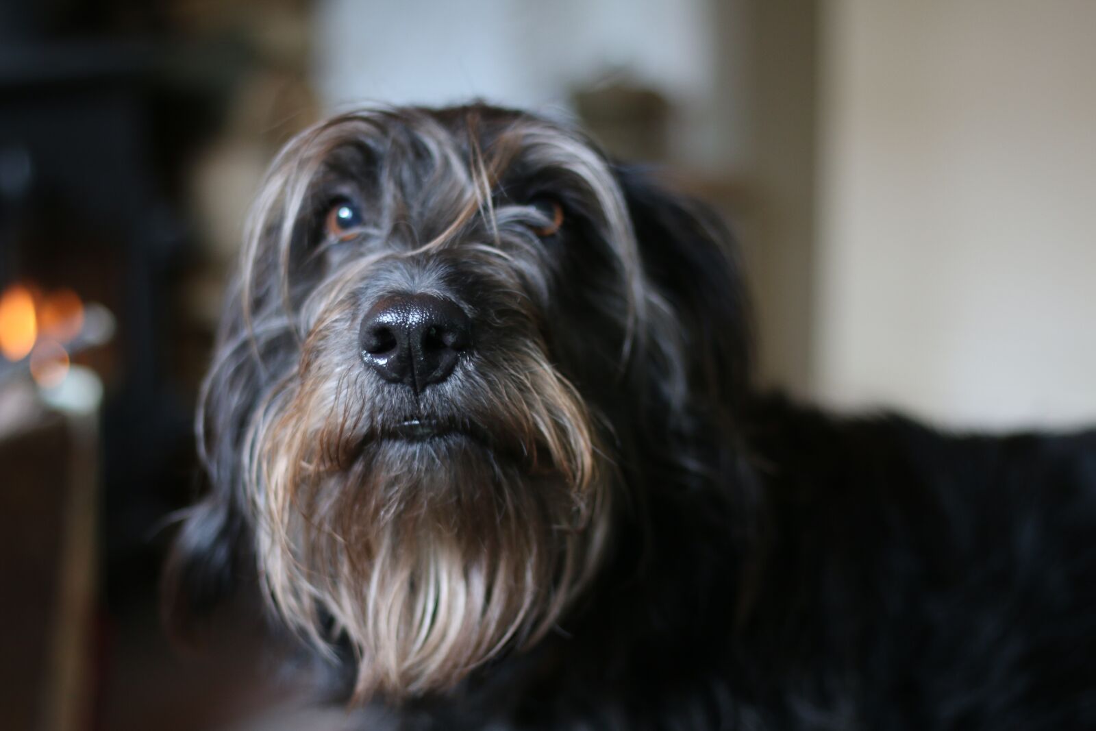 Canon EOS 70D sample photo. Dog, pet, portrait photography