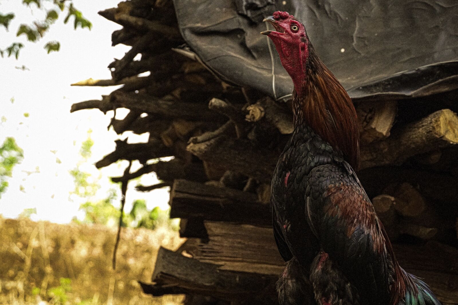 Sony a6400 sample photo. Hen, chicken, poultry photography