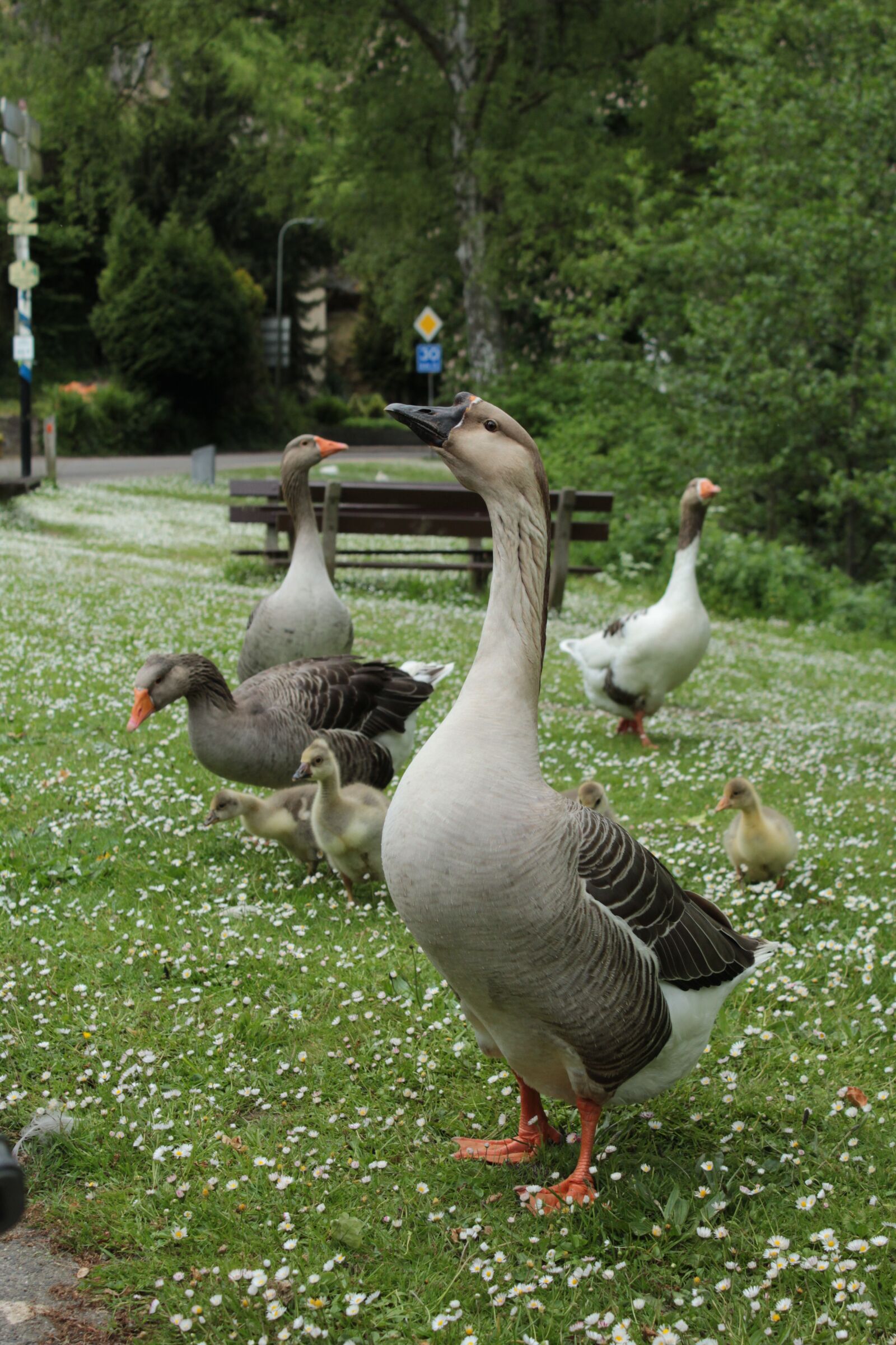 Canon EOS 600D (Rebel EOS T3i / EOS Kiss X5) sample photo. Goose, bird, waterfowl photography