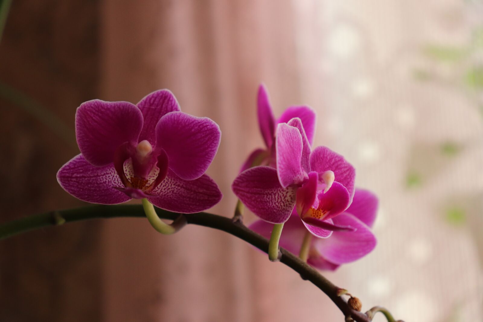 Canon EOS 77D (EOS 9000D / EOS 770D) sample photo. Phalaenopsis amabilis, moth orchid photography