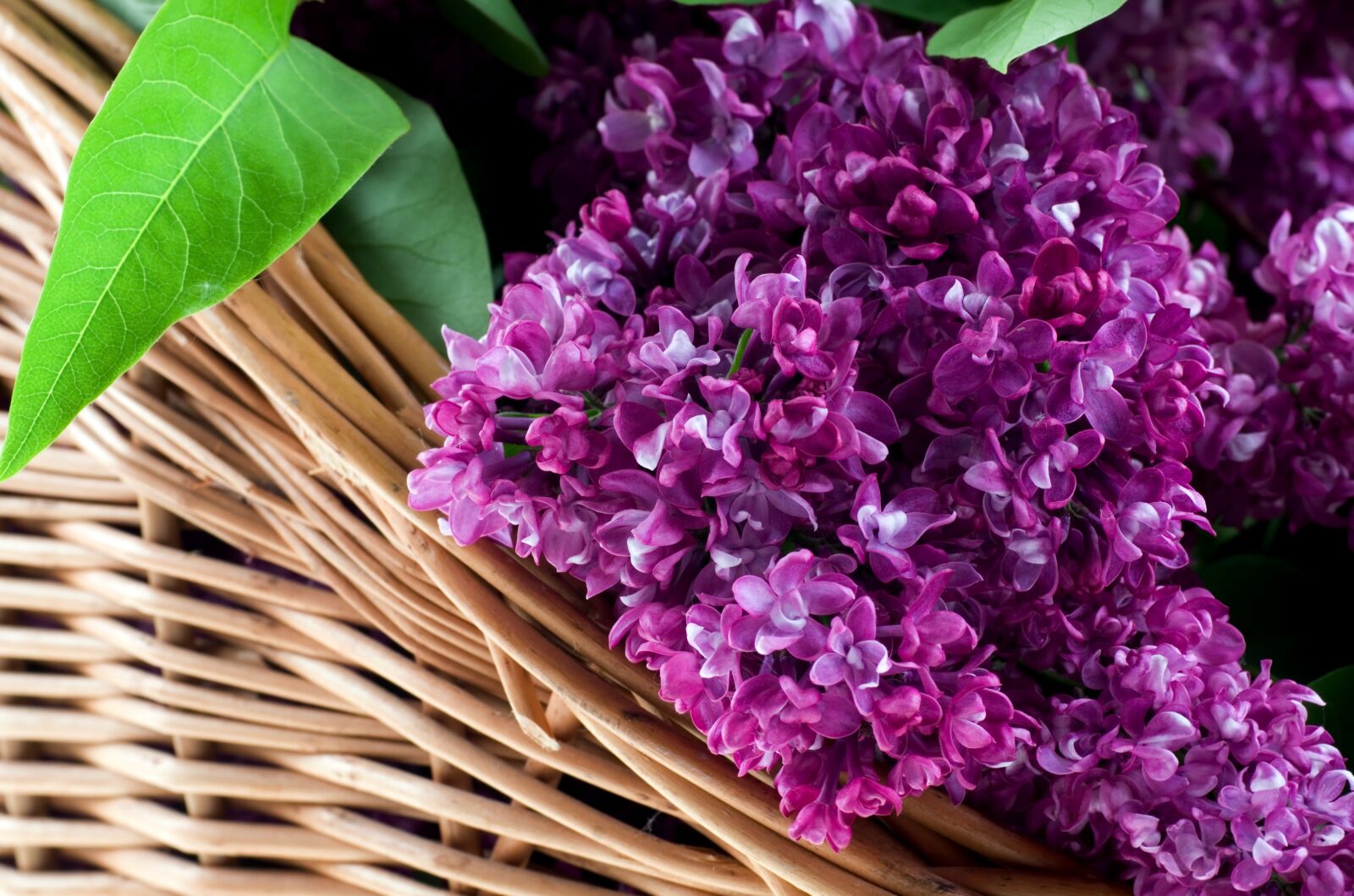 Nikon D7000 sample photo. Without, shopping cart, blooms photography