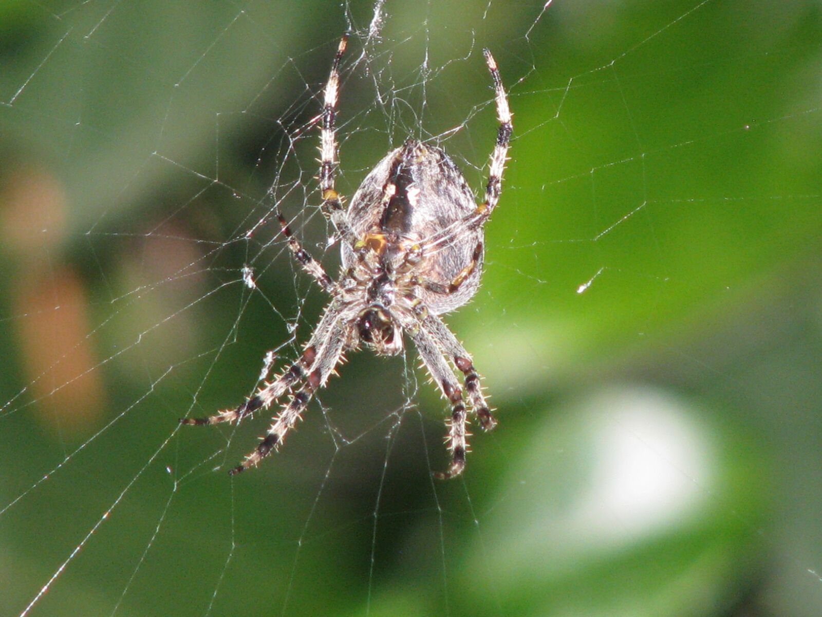 Canon POWERSHOT S5 IS sample photo. Spider, spider body, creature photography
