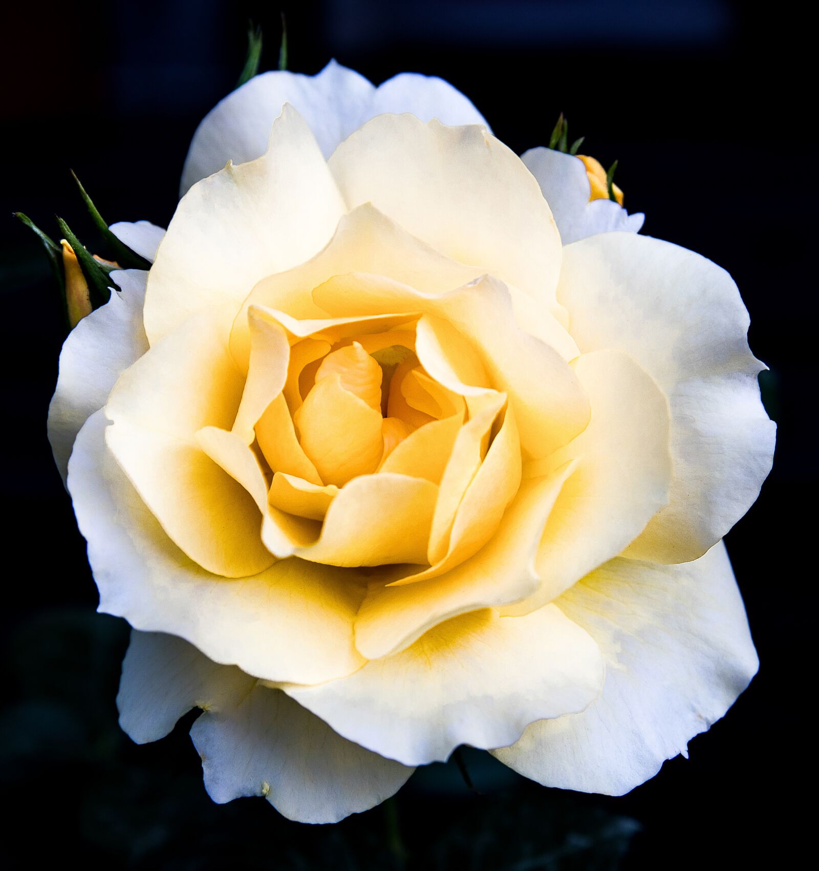 Canon EOS 80D sample photo. Rose, plant, rose bloom photography