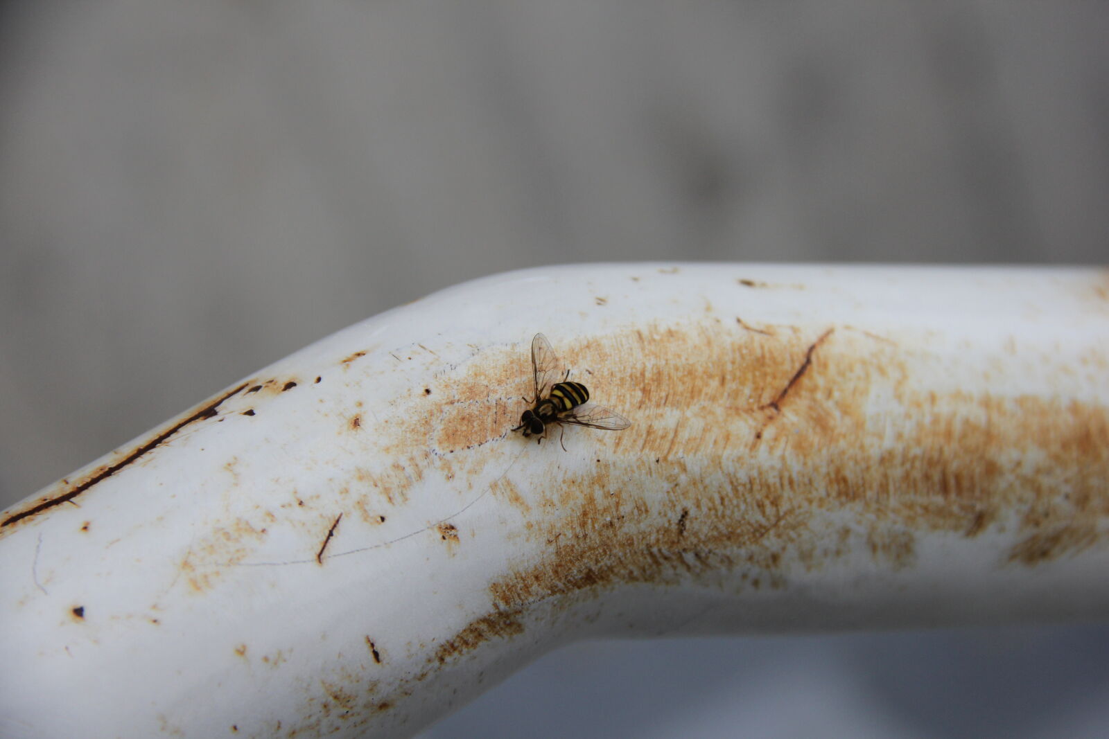 Canon EF-S 18-135mm F3.5-5.6 IS sample photo. Bee, cute, grey, hand photography