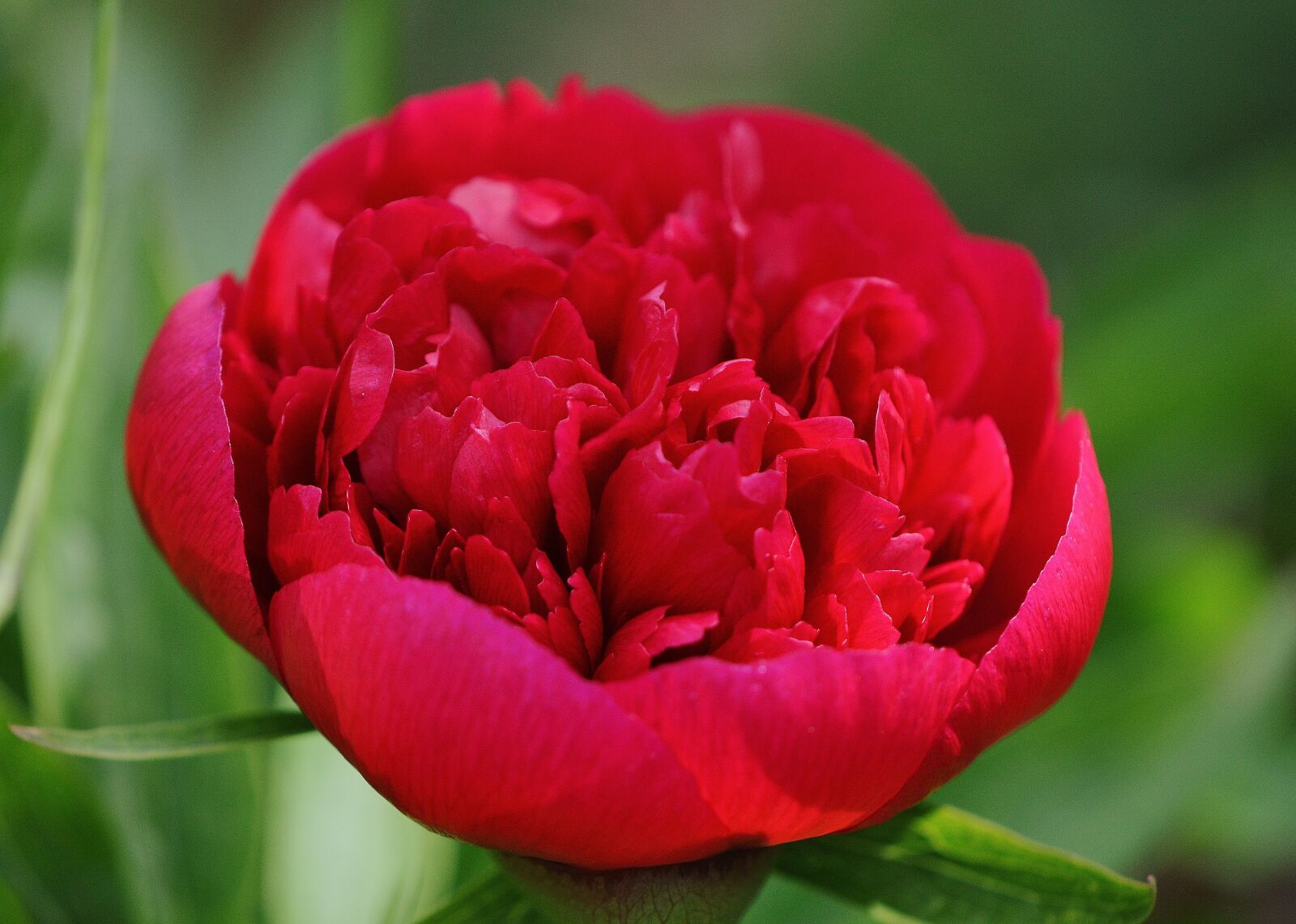 Nikon D3200 sample photo. Peony, flower, red photography