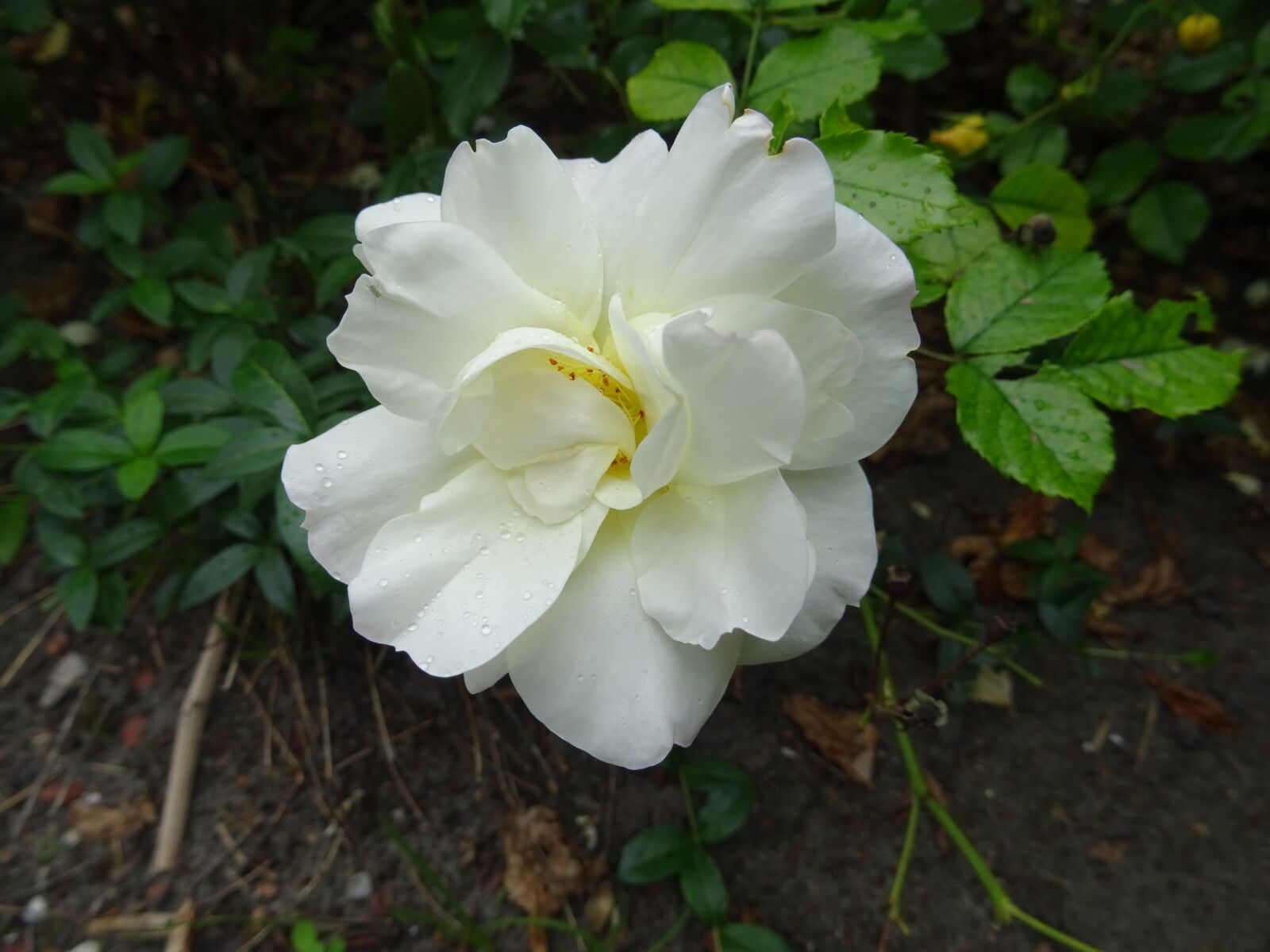 Sony DSC-HX60 sample photo. White, plant, nature photography