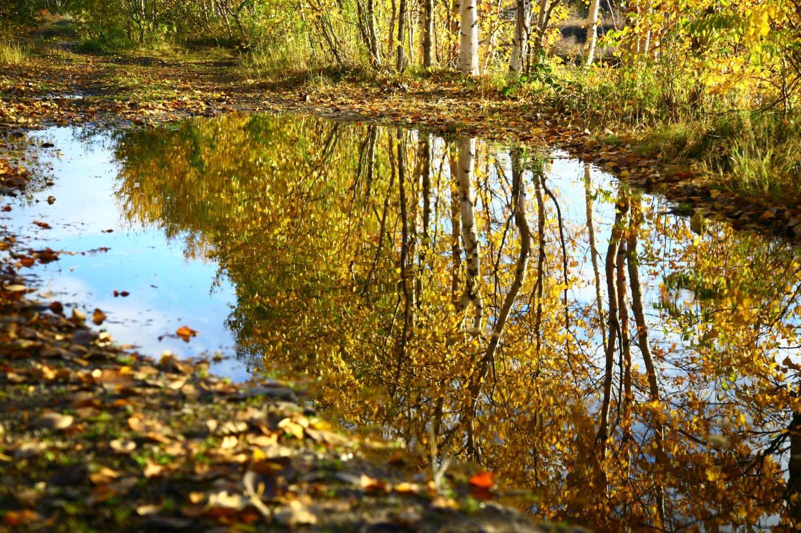Canon EOS 5D sample photo. Autumn, fallen leaves, lake photography