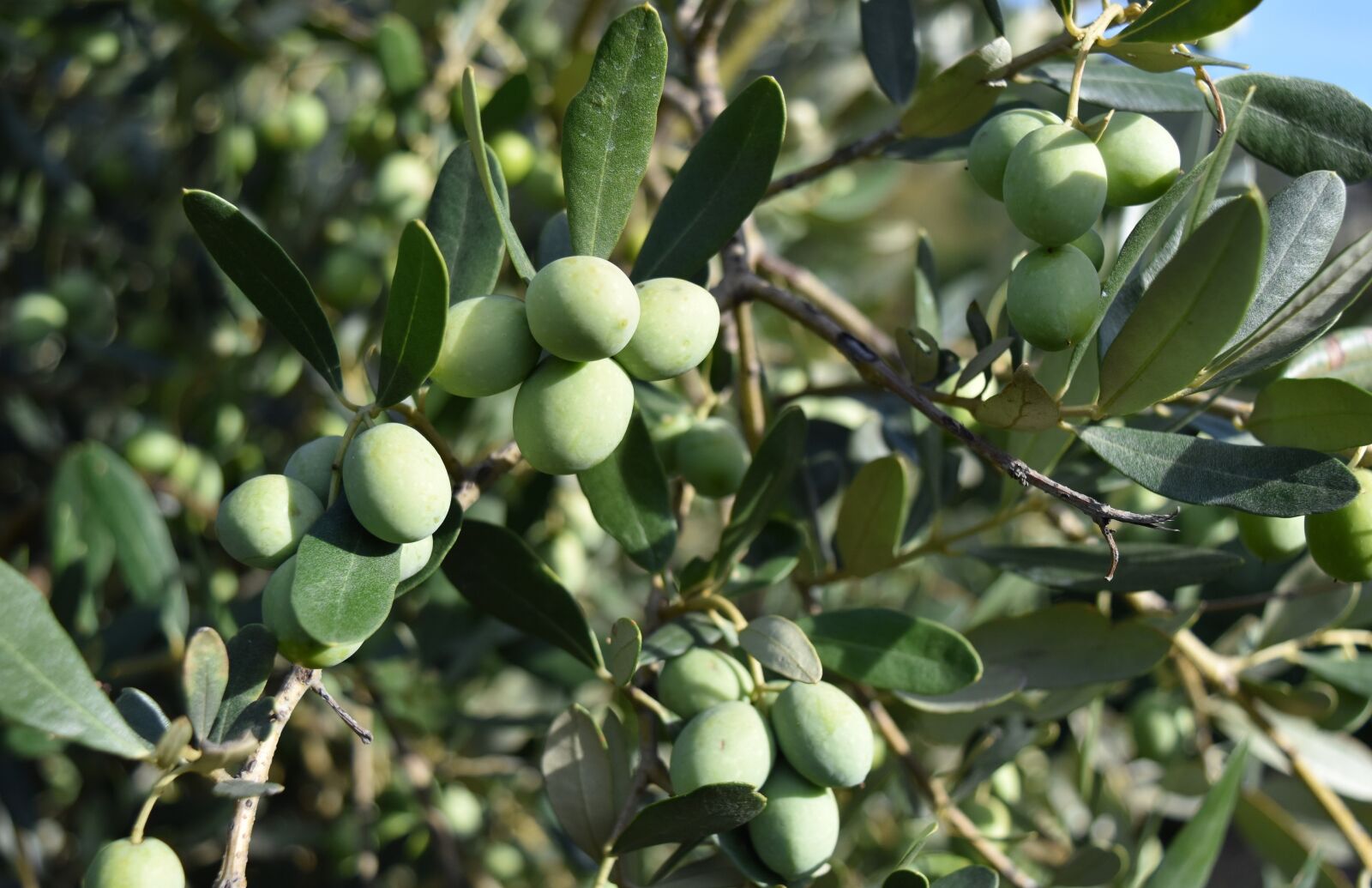 Nikon D5500 sample photo. Olives, olive trees, mediterranean photography
