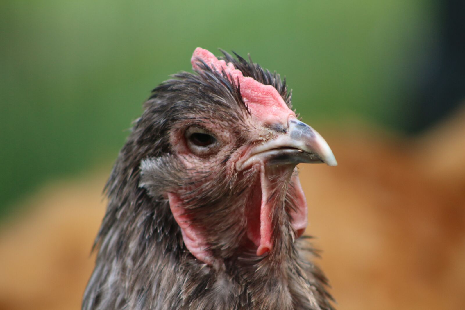 Canon EOS 700D (EOS Rebel T5i / EOS Kiss X7i) sample photo. Chicken, hen, poultry photography
