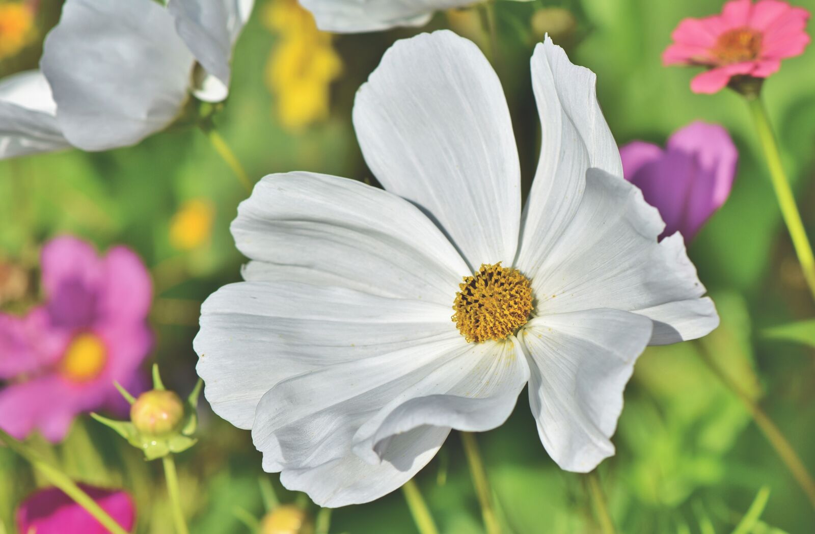 Nikon D7200 sample photo. Cosmea, flower, cosmos photography