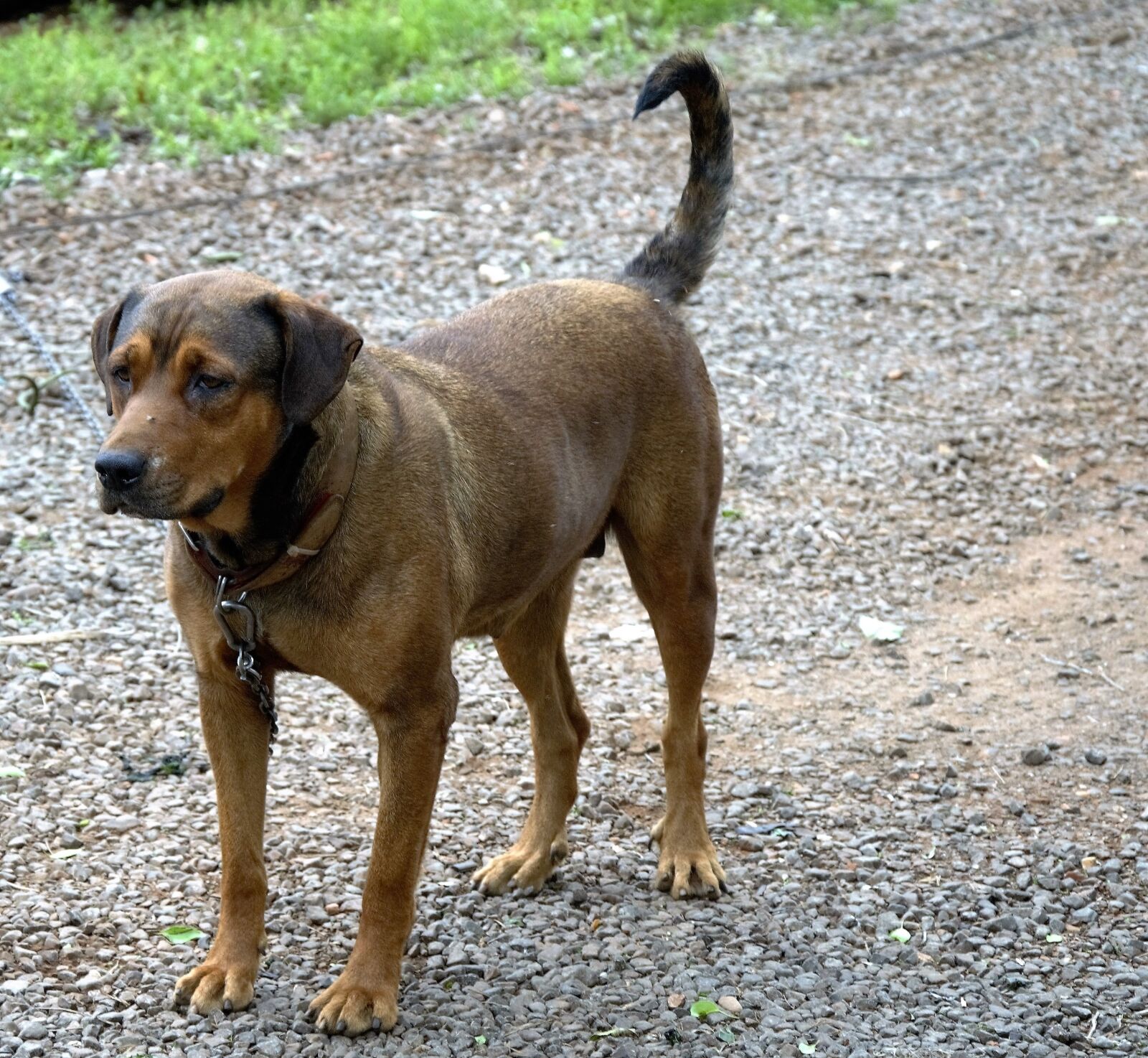 Nikon D5100 sample photo. Dog, animal, bitch photography