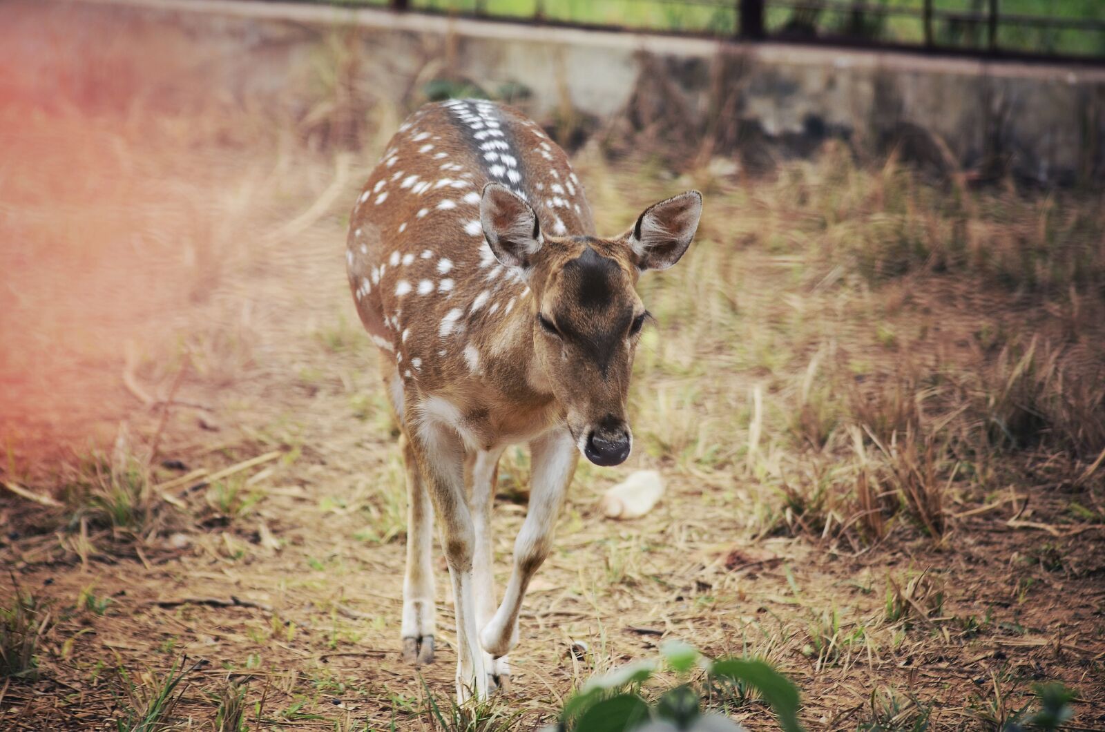 Nikon D5100 sample photo. Red deer, small, child photography