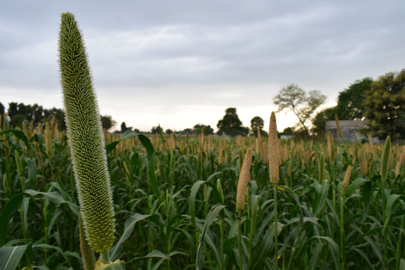 Nikon D5300 sample photo. Nature, flora, summer photography