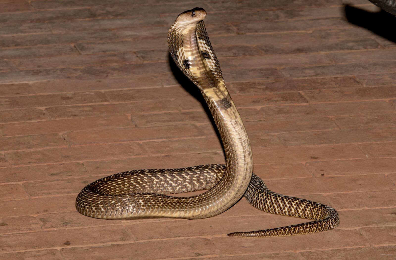 Sony ILCA-77M2 sample photo. Snake, reptile, wood photography
