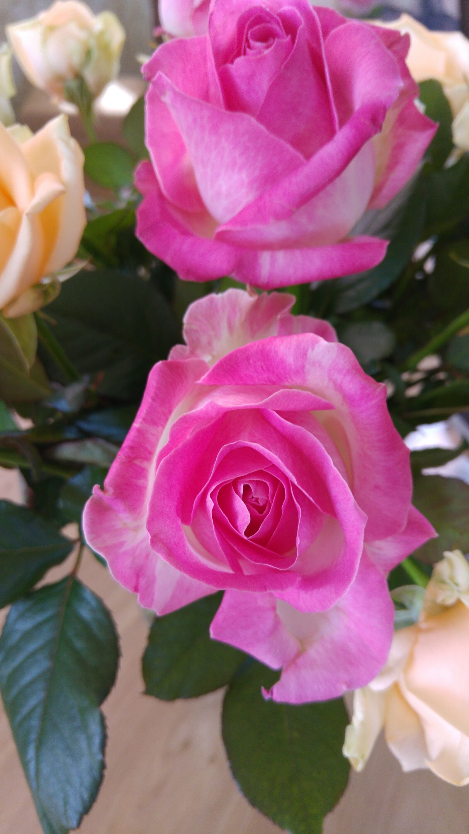 LG G4 sample photo. Rose, roses, pink rose photography