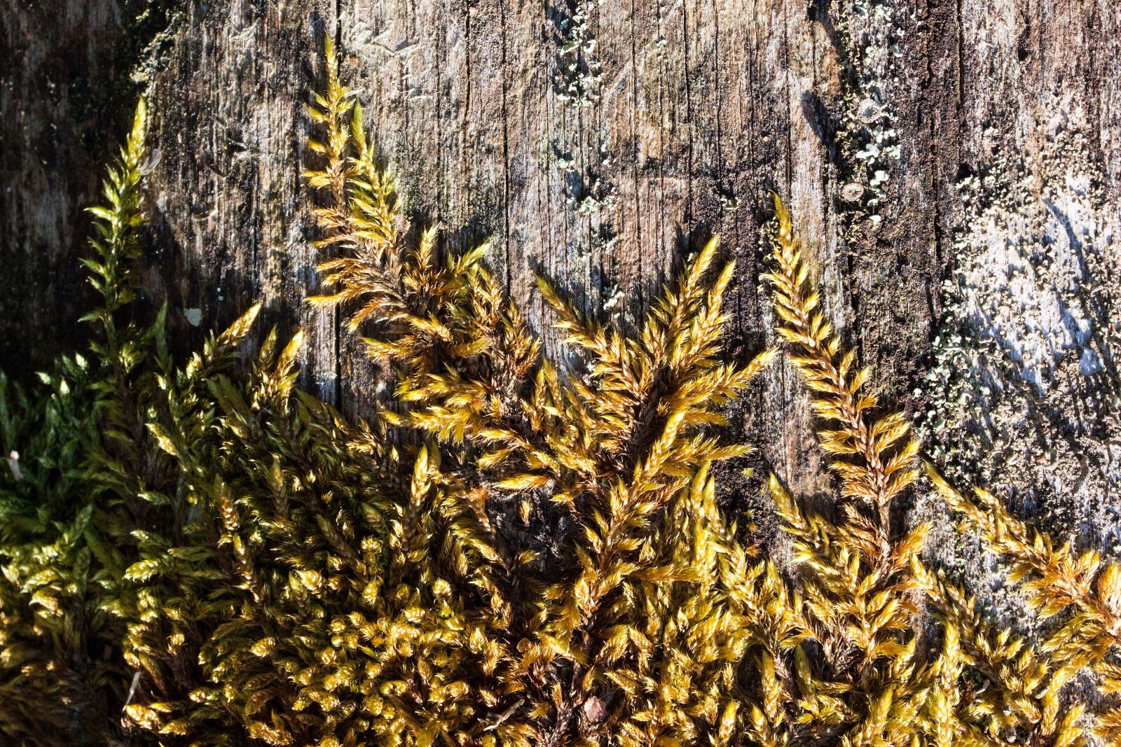 Canon EOS 50D sample photo. Tree, log, like photography