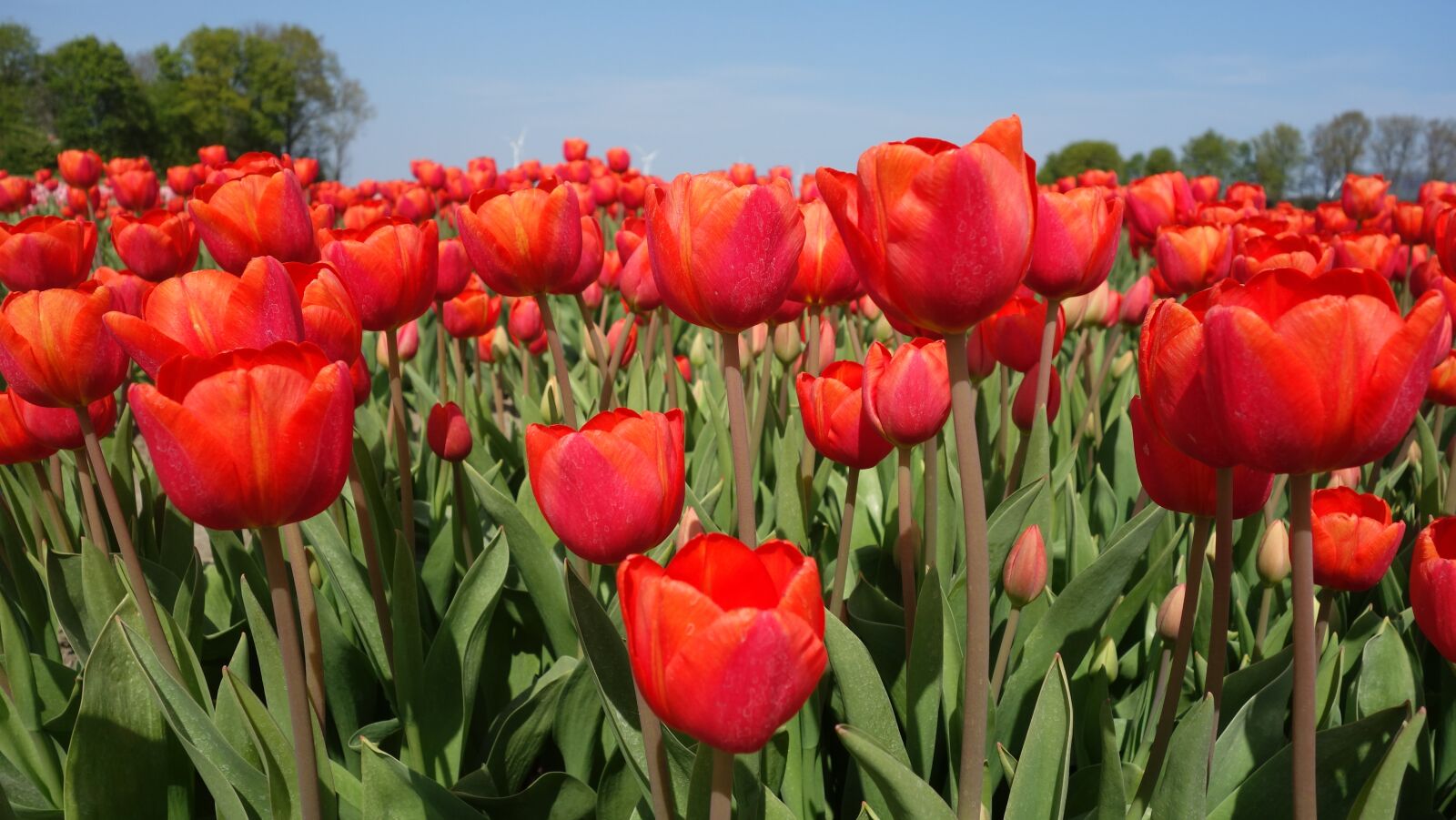Sony Cyber-shot DSC-RX100 sample photo. Tulips, bulbs, tulip photography