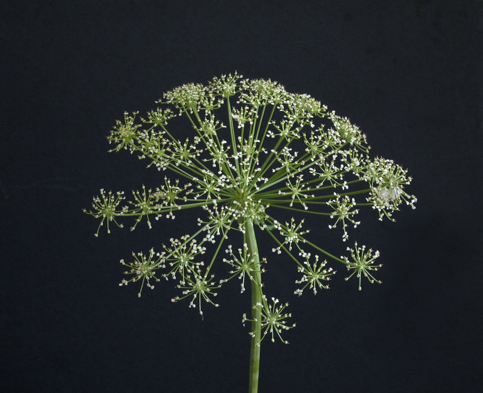 Canon PowerShot G11 sample photo. Flower, umbellifer, faded photography