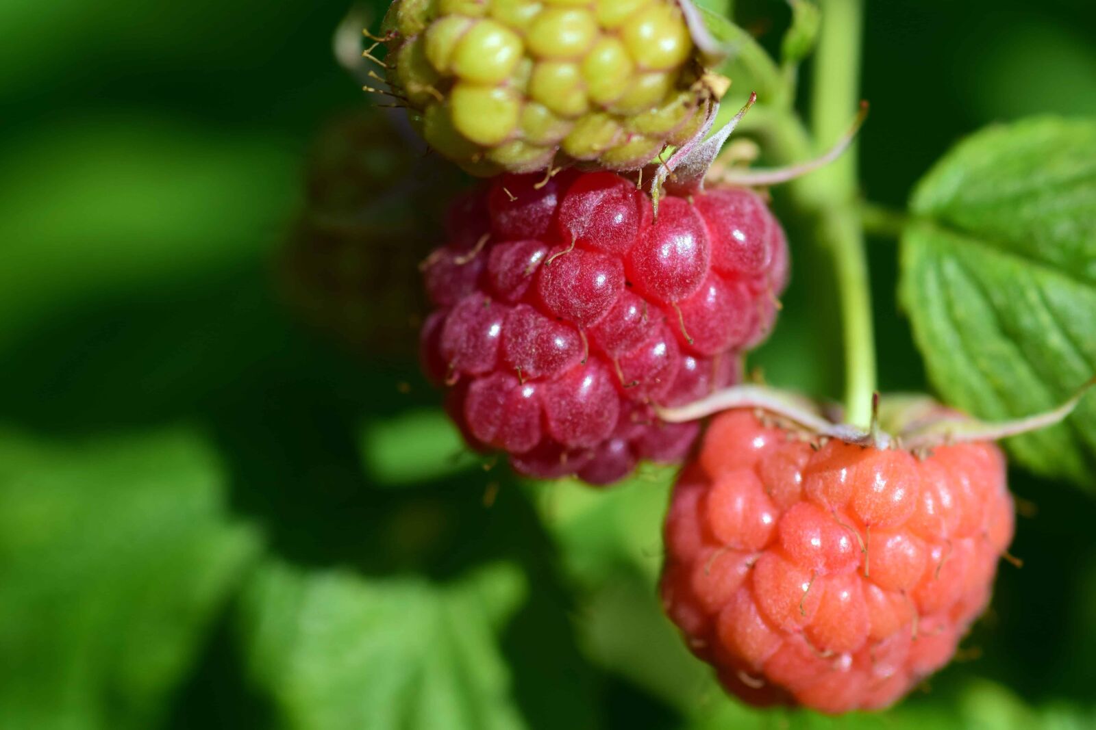 Nikon D3300 sample photo. Leaf, nature, food, berry photography