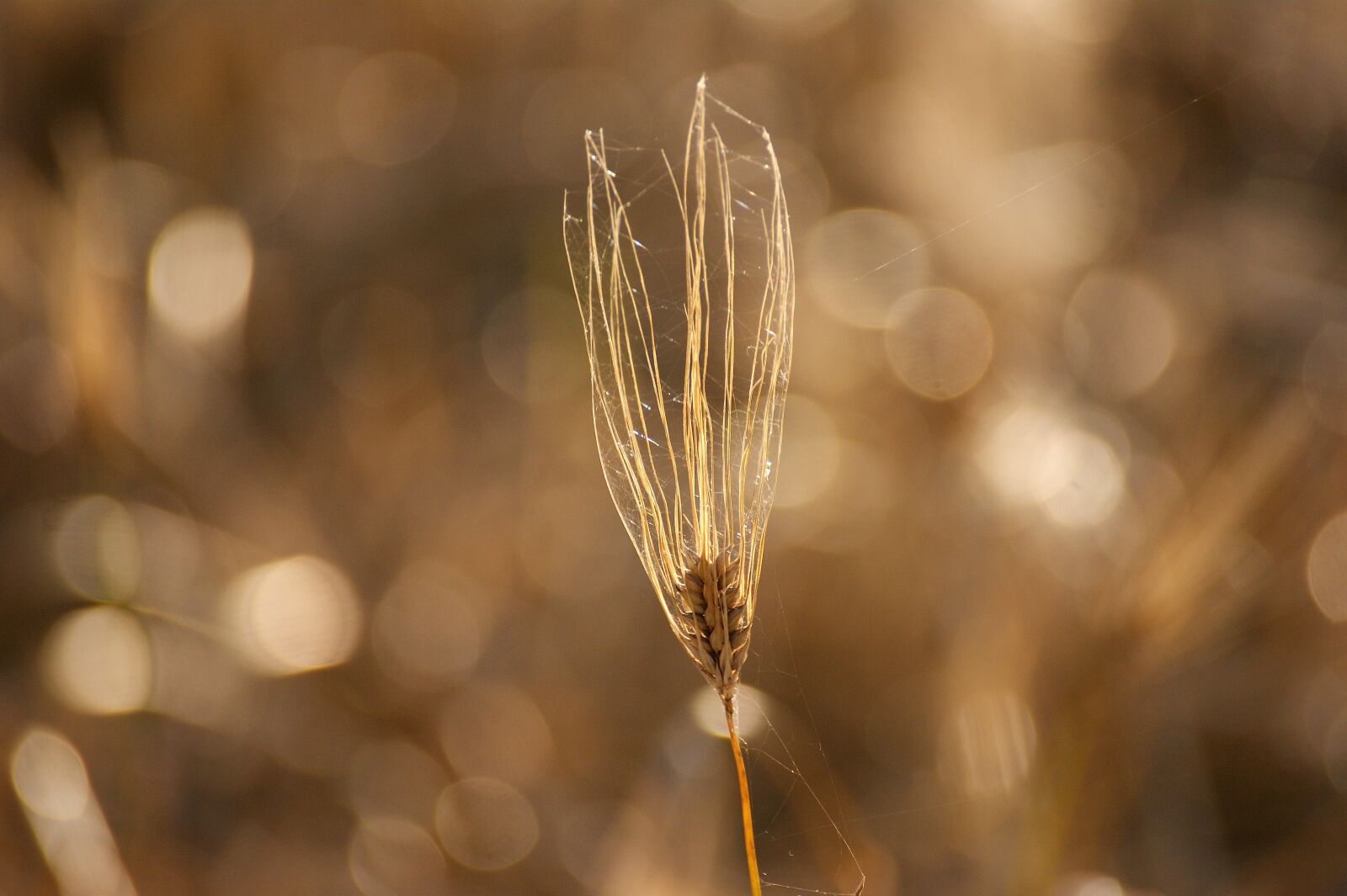 Sony Alpha DSLR-A350 sample photo. Cereals, field, nature photography