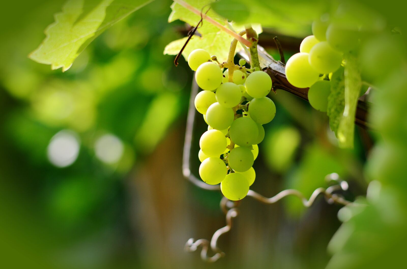 Nikon D5200 sample photo. Grapes, winegrowing, green grapes photography