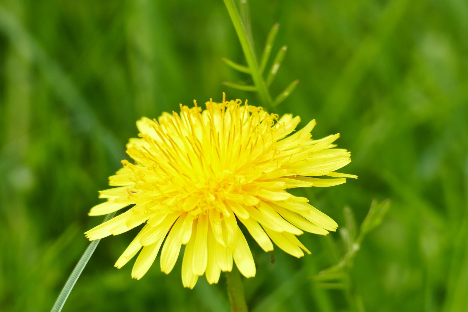 Panasonic Lumix DMC-FZ1000 sample photo. Dandelion, spring, flower photography